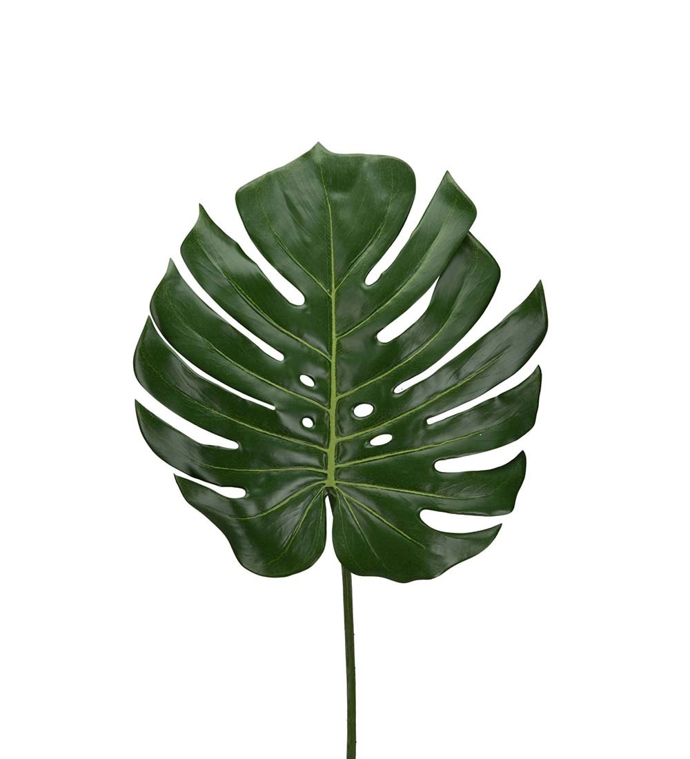 Monstera blad