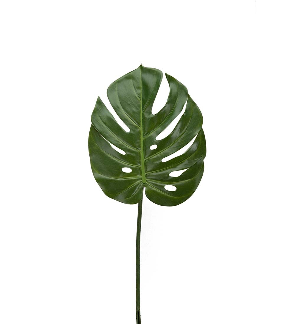 Monstera blad