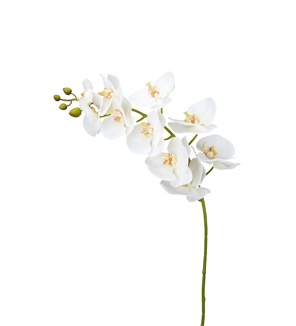 Phalaenopsis