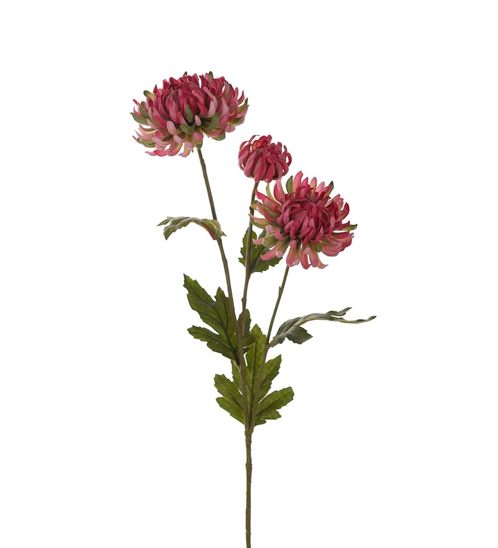 Chrysanthemum