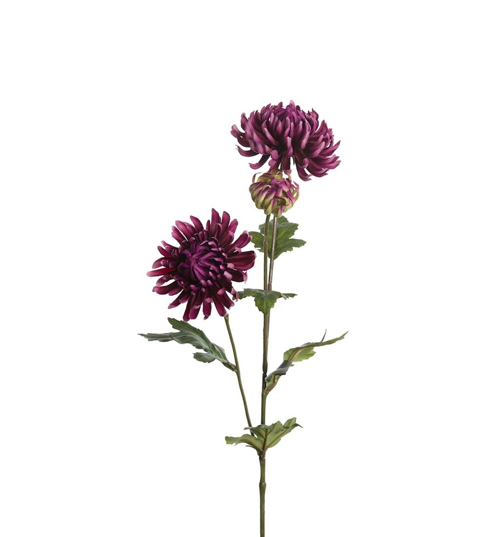 Chrysanthemum