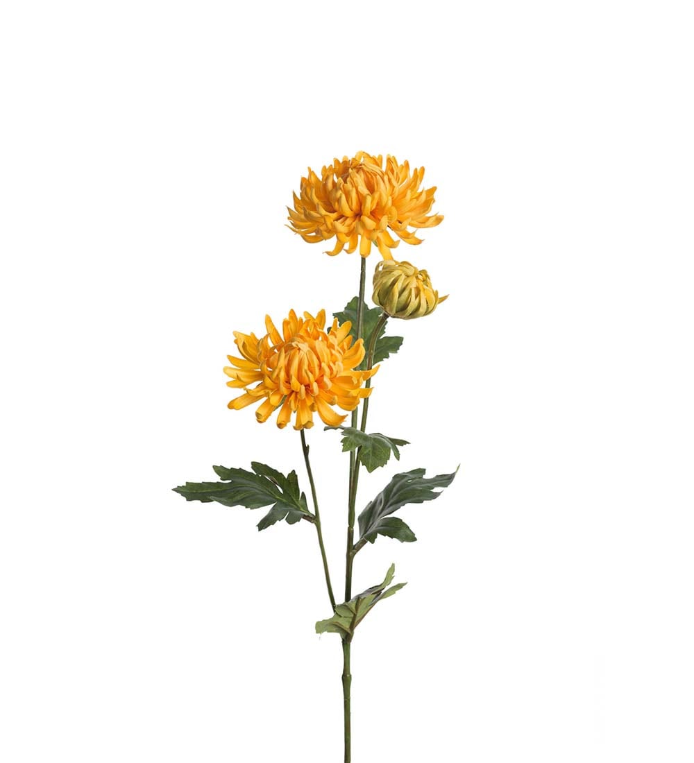 Chrysanthemum