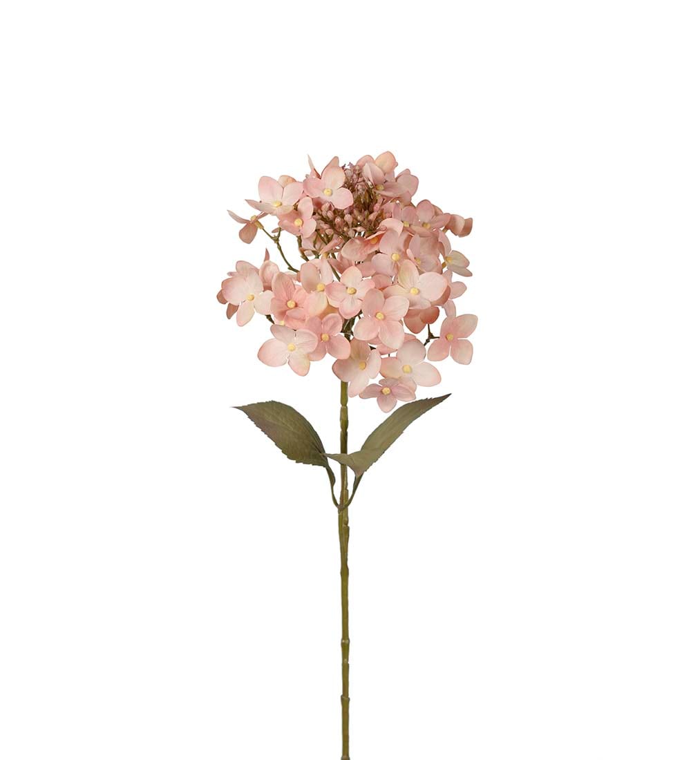 Hortensia
