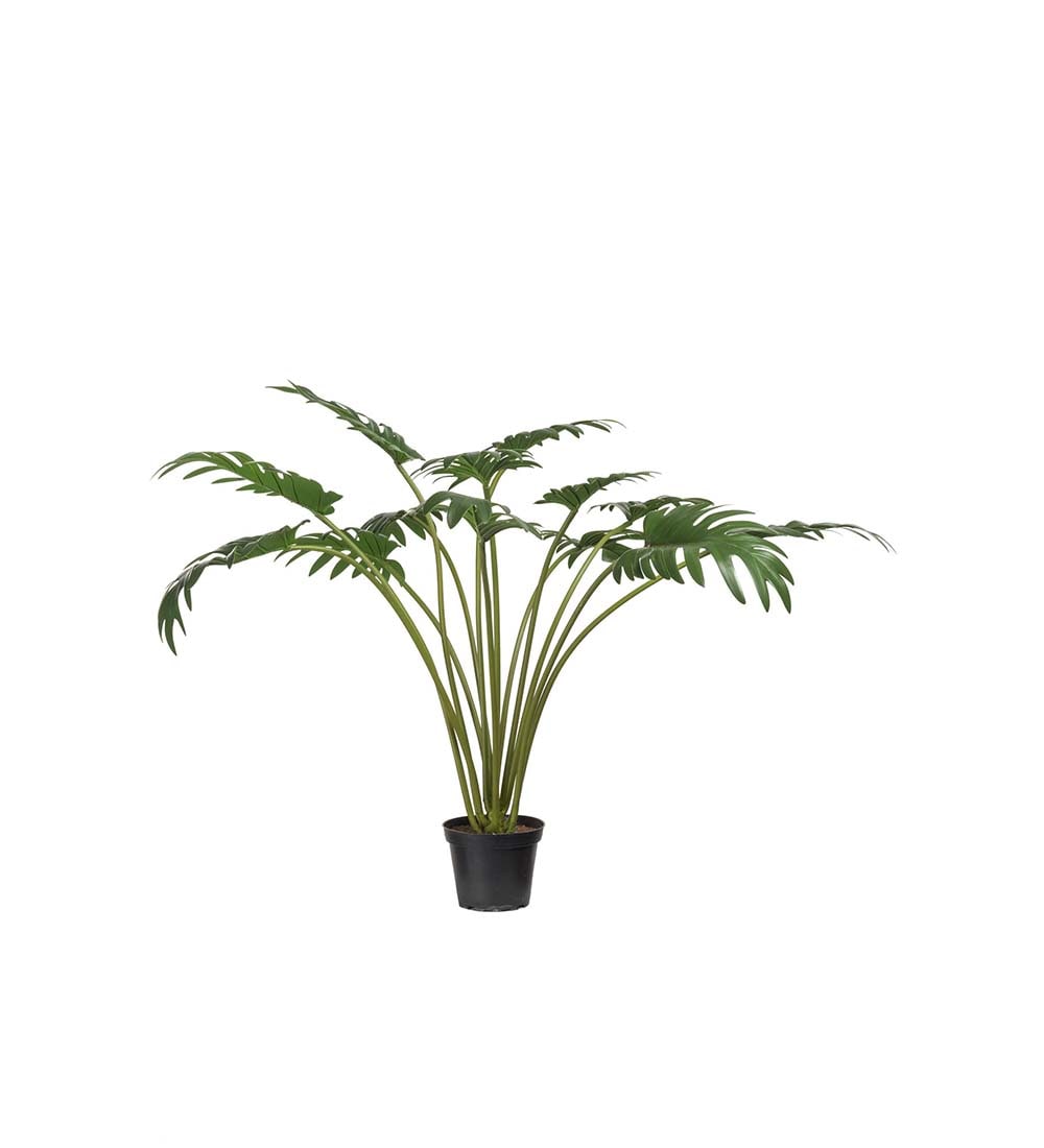 Philodendron