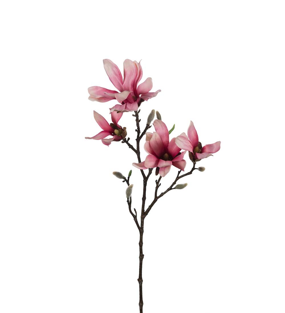 Magnolia