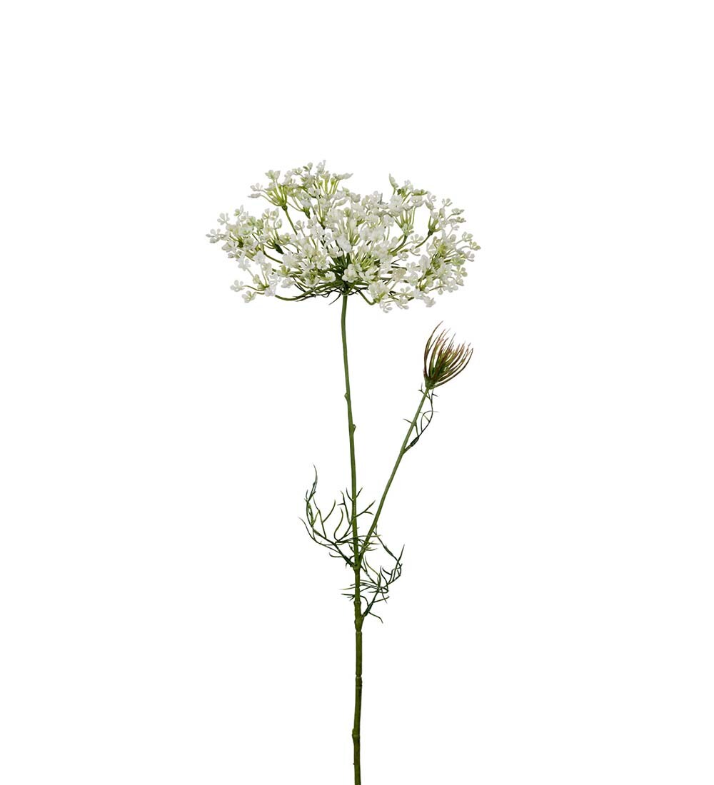 Allium