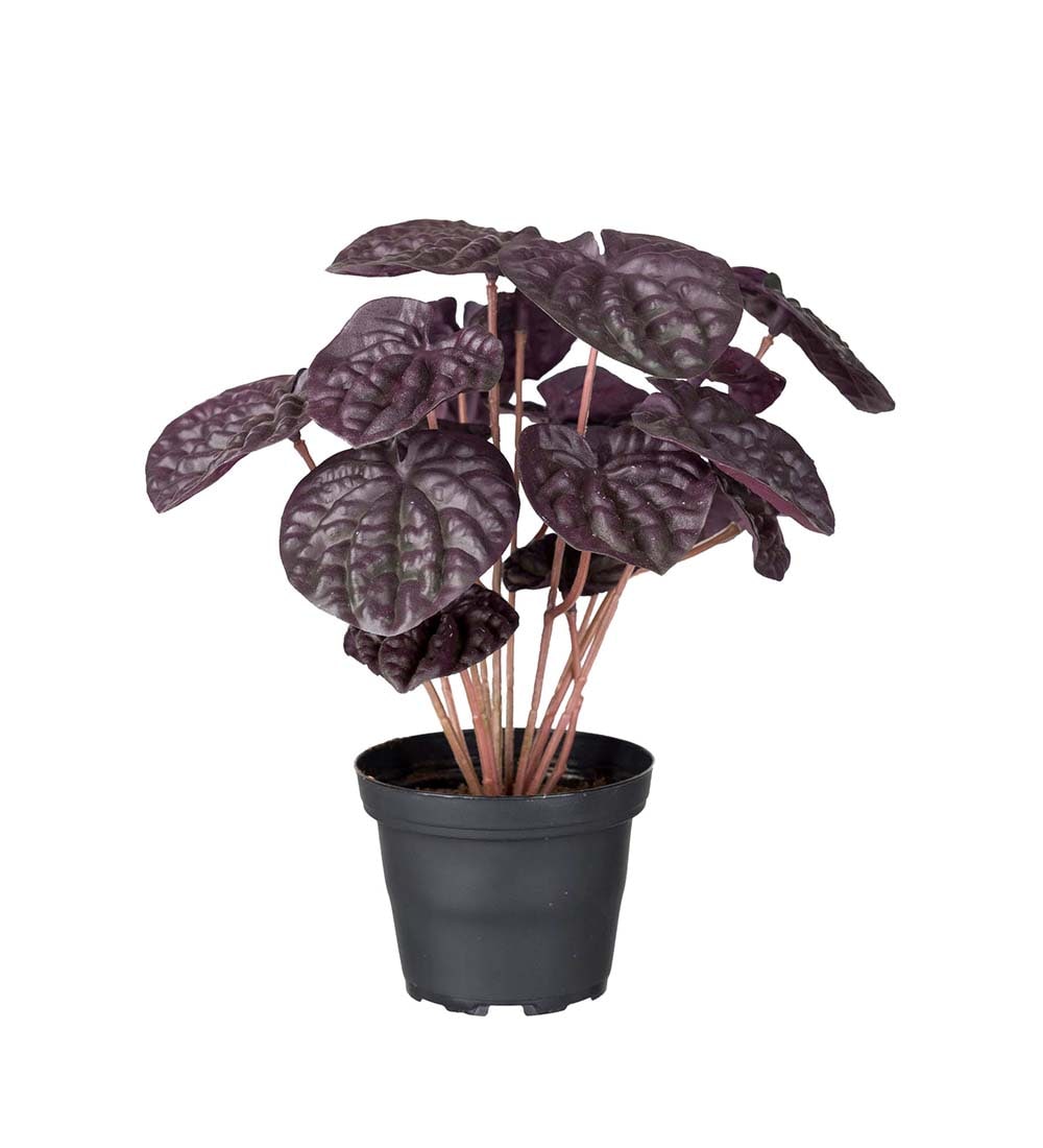 Peperomia