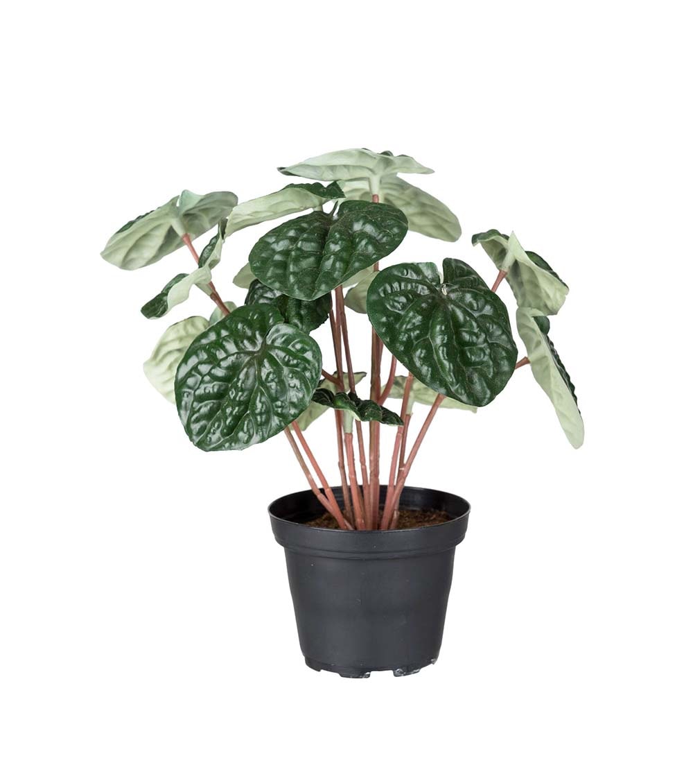 Peperomia