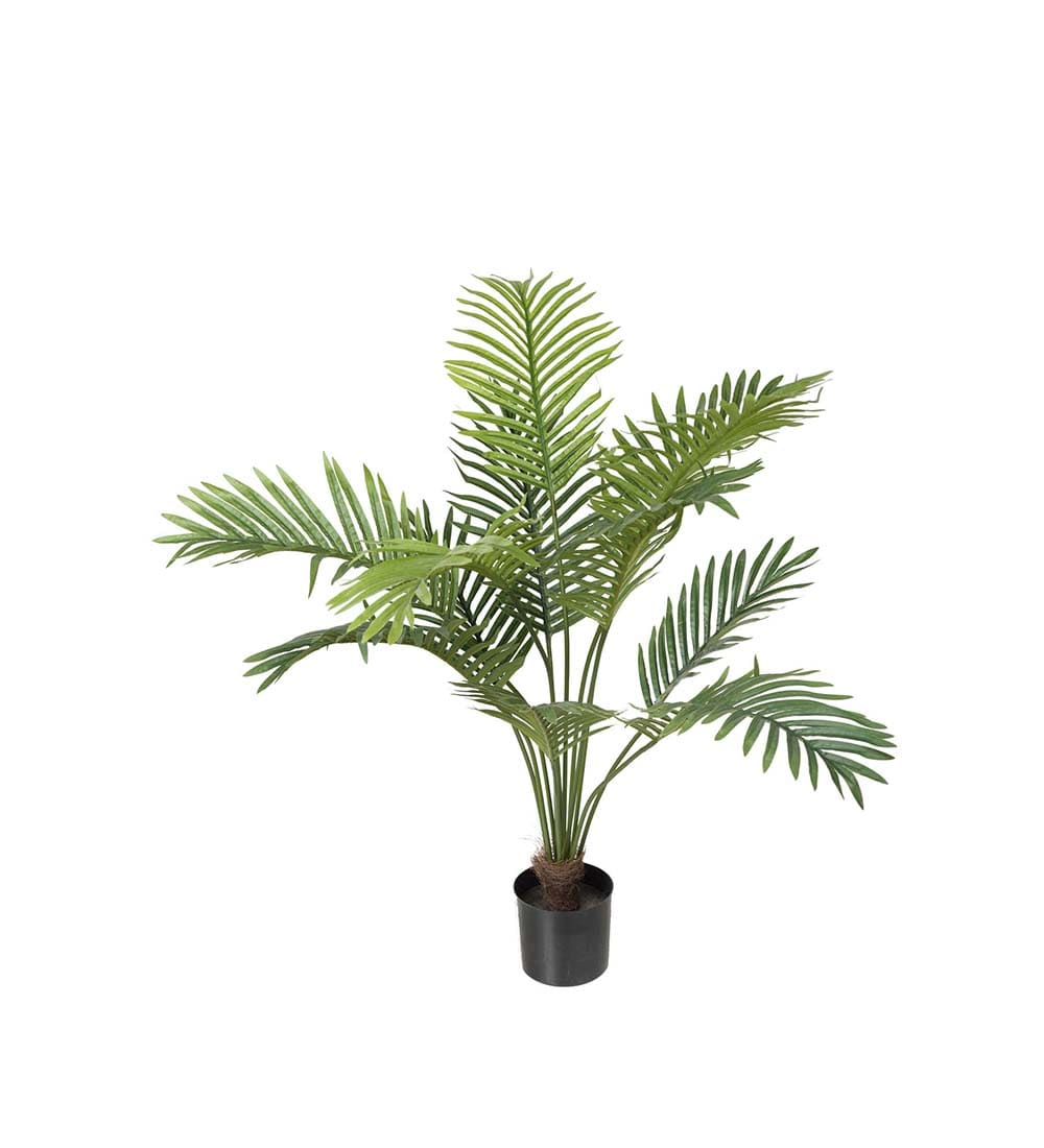 Palm