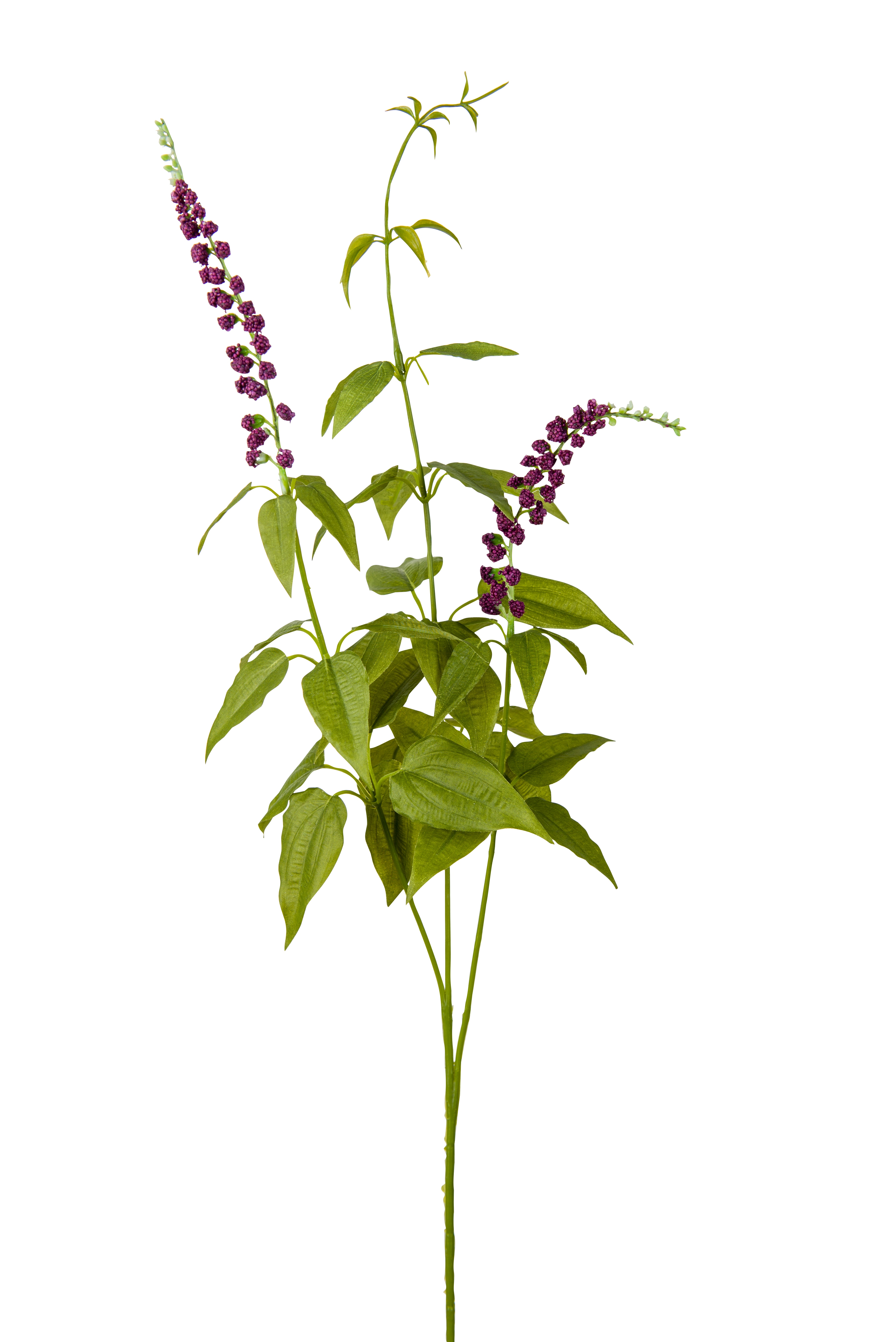 Lavendel