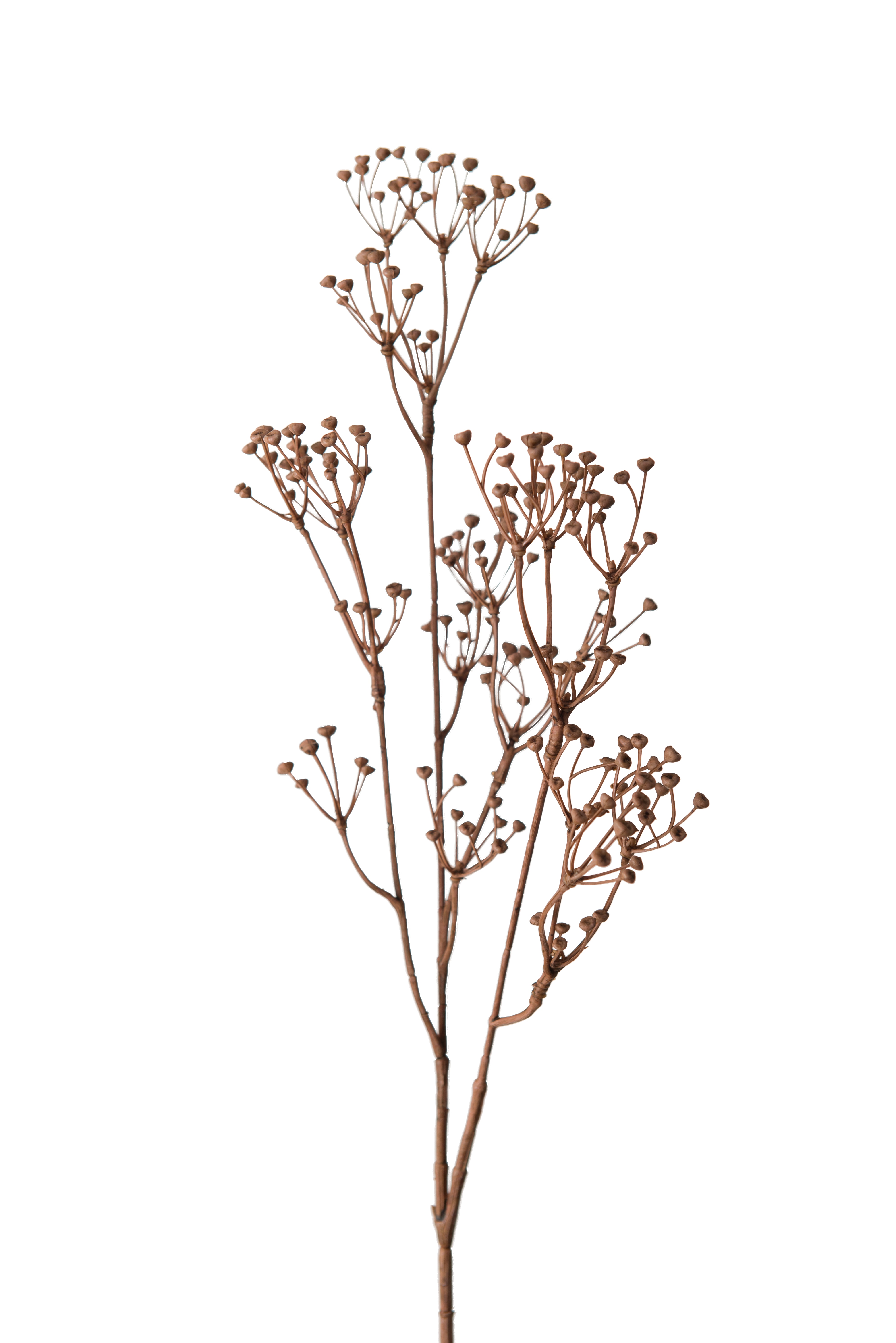 Talinum