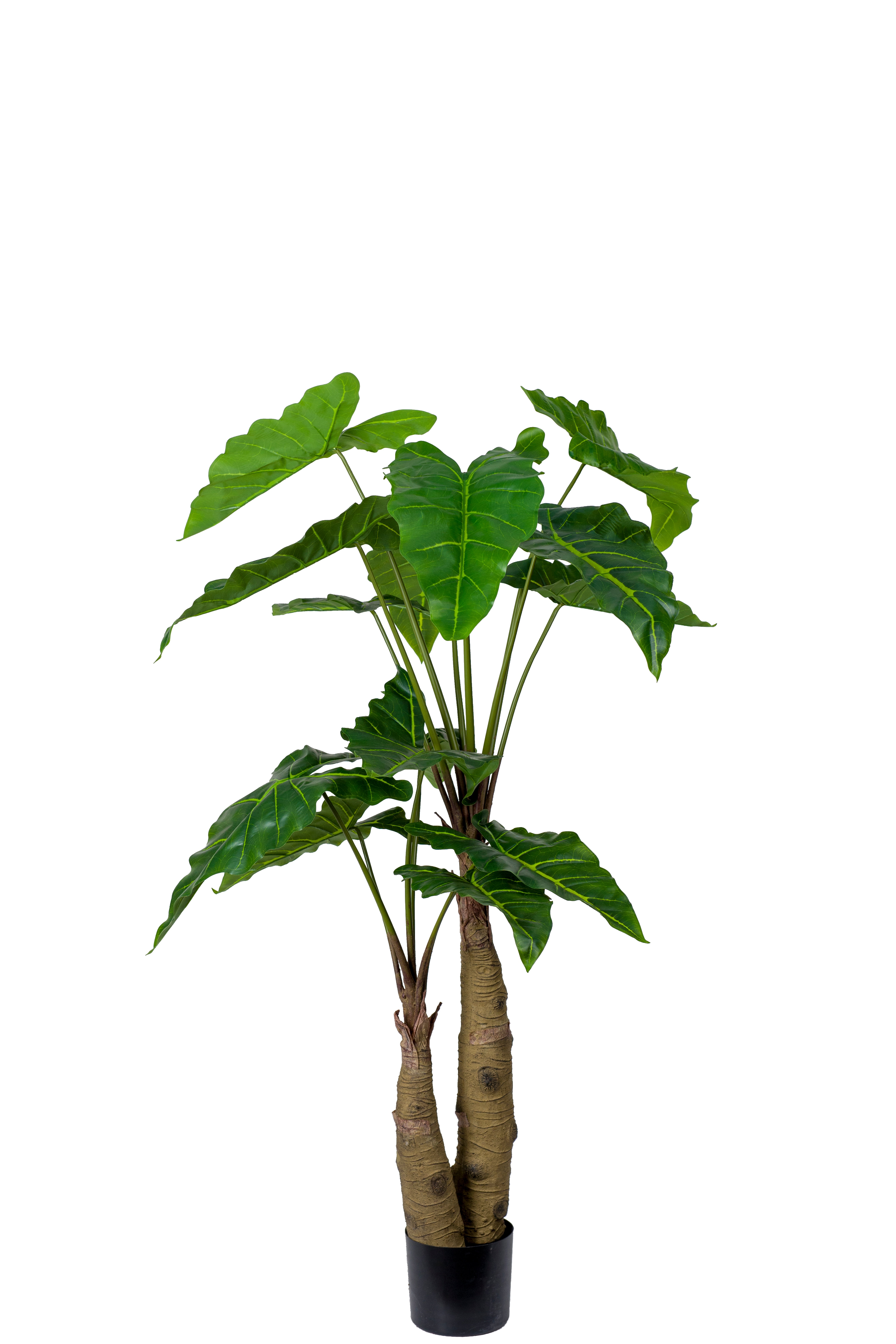 Alocasia