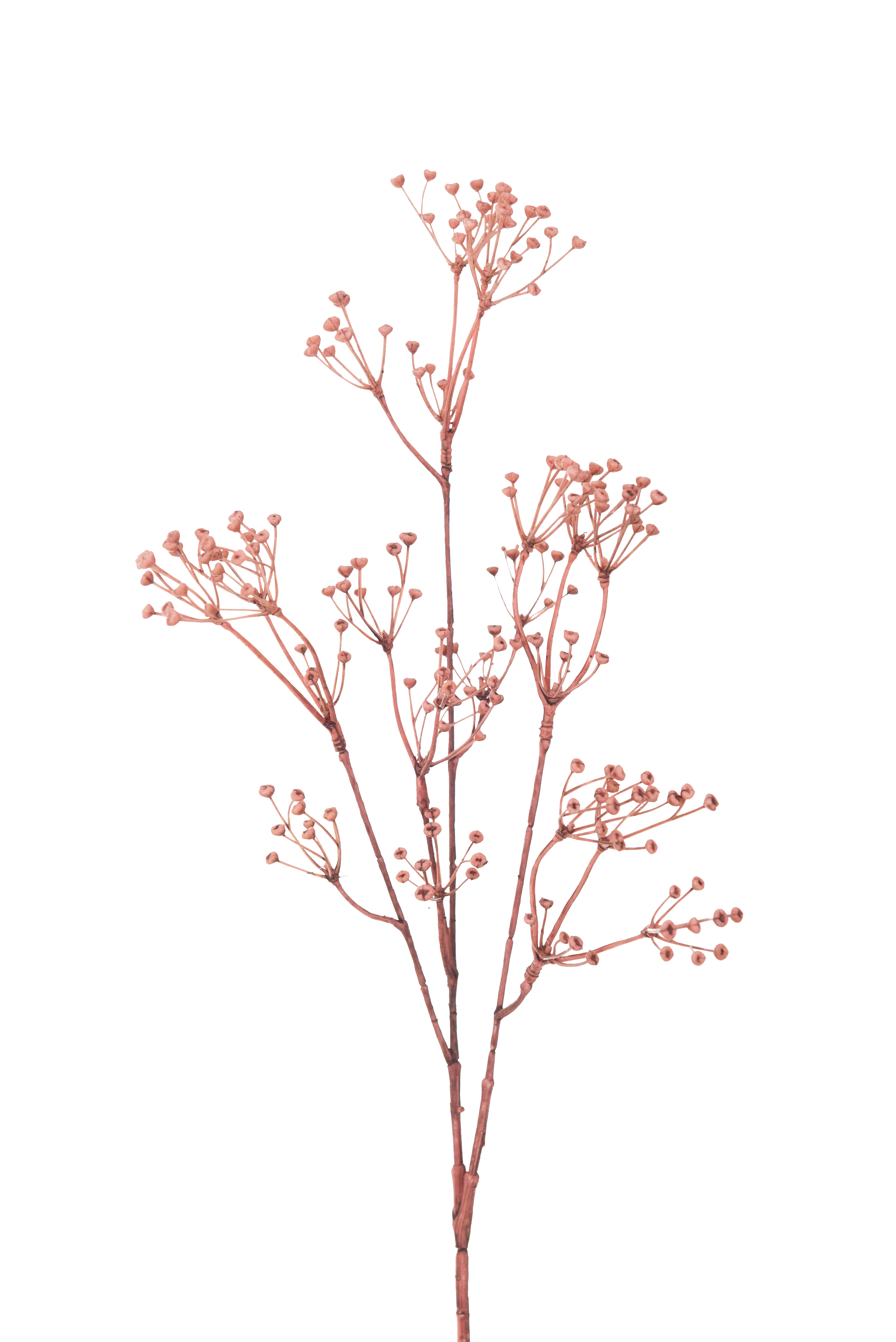 Talinum