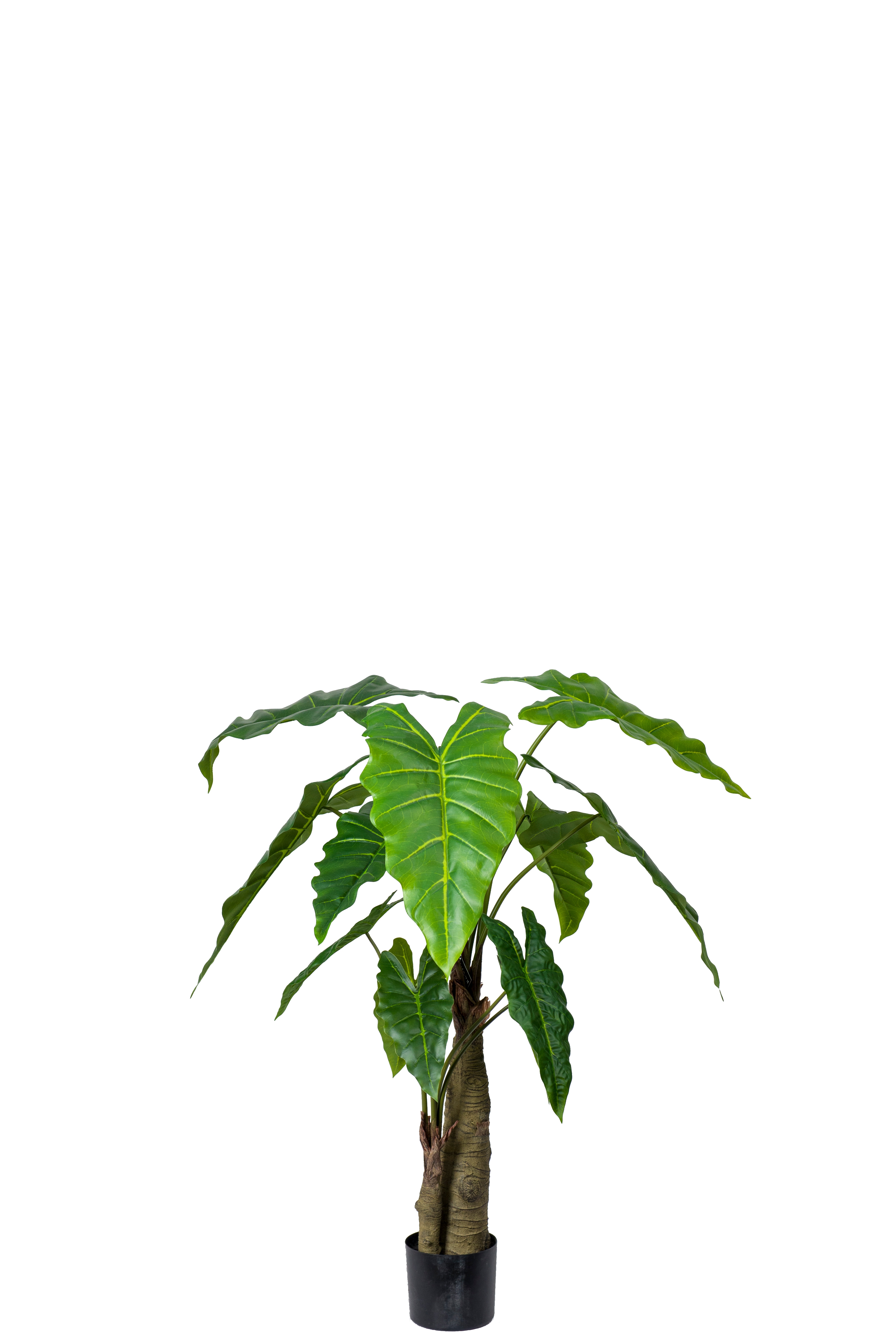 Alocasia 