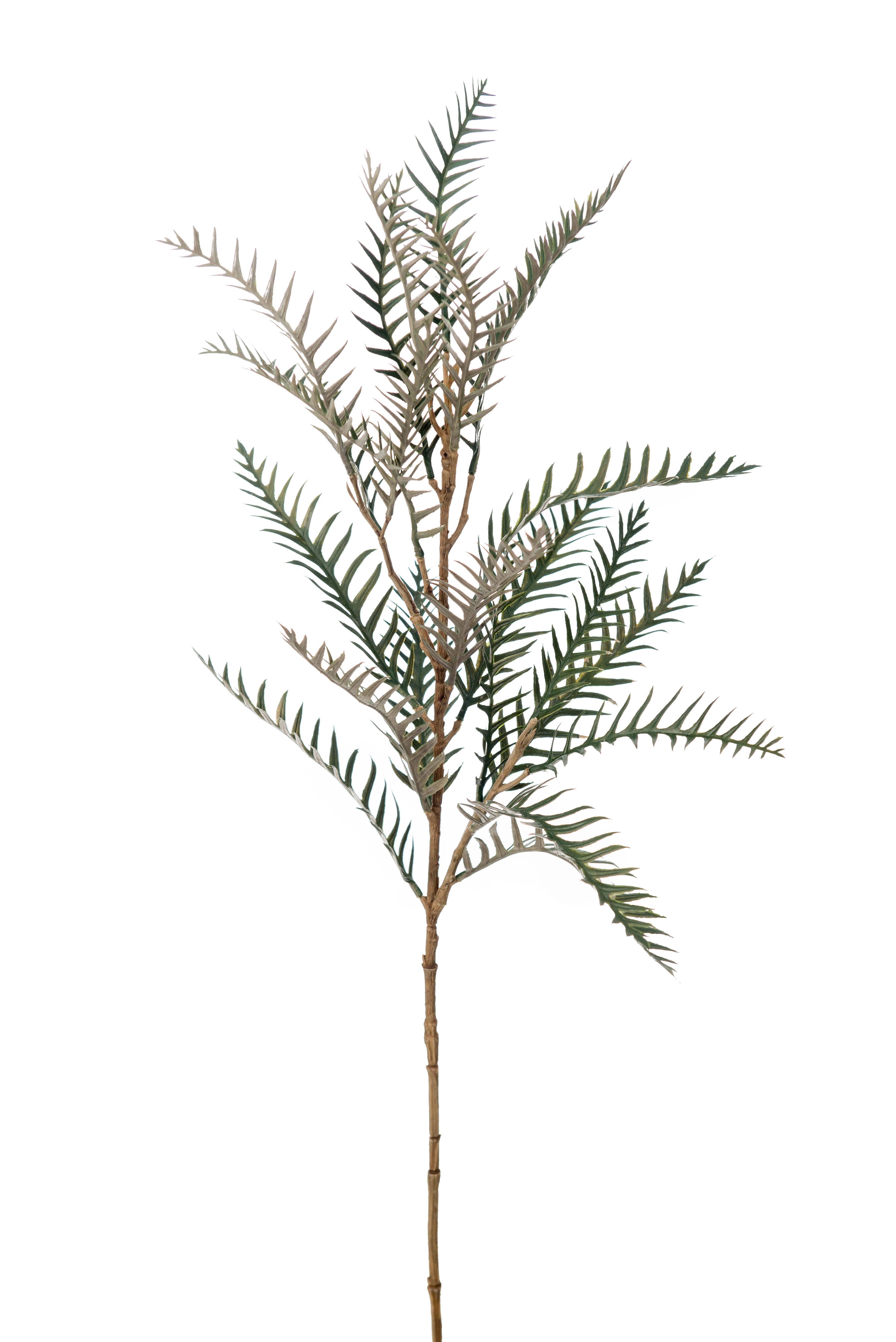 Grevillea