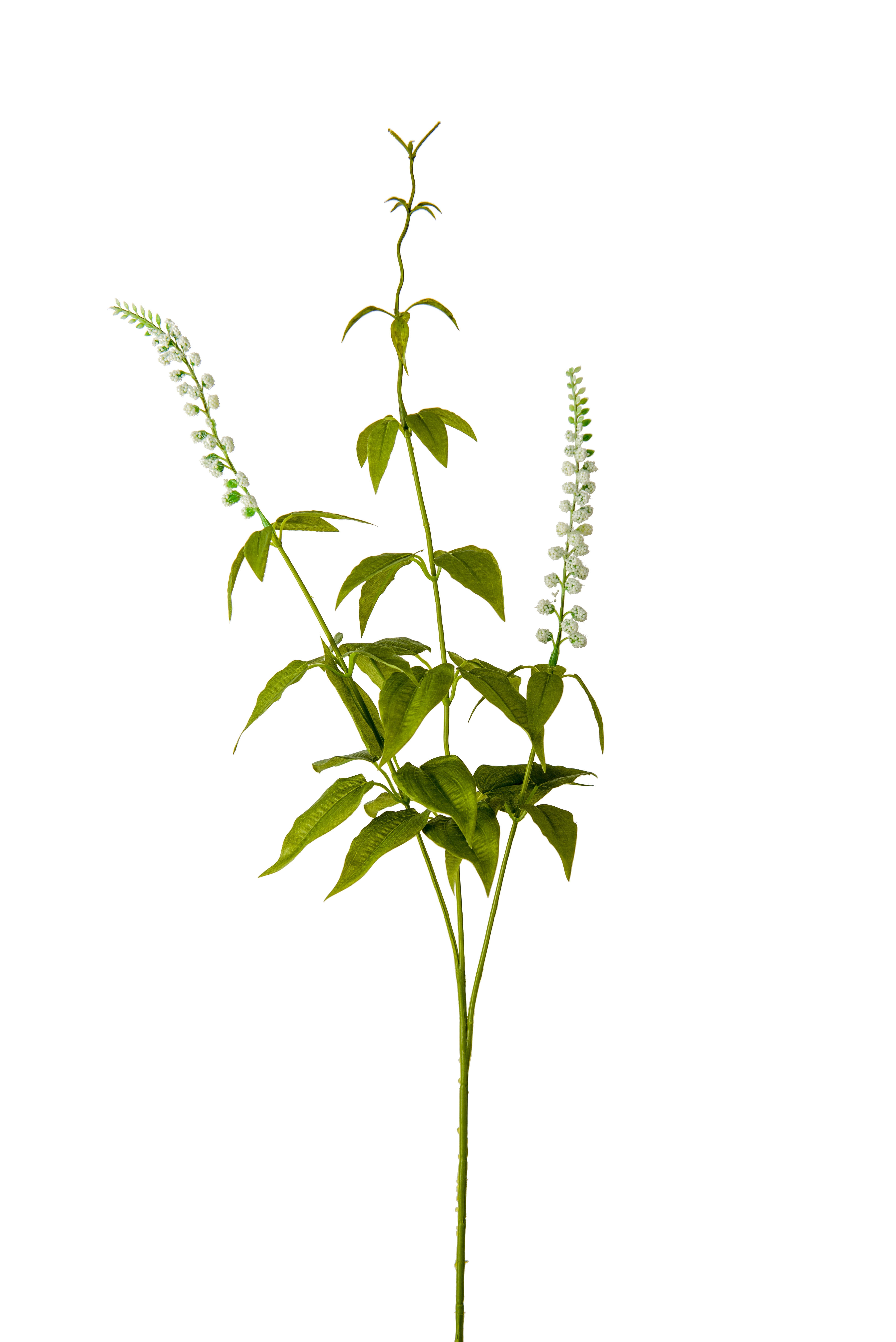 Lavendel
