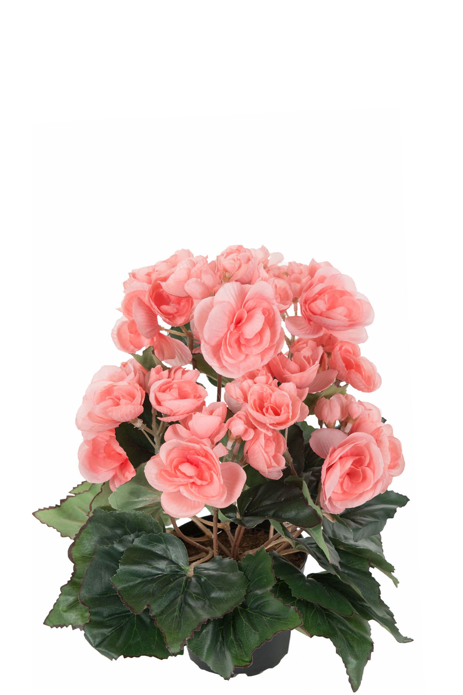 Begonia