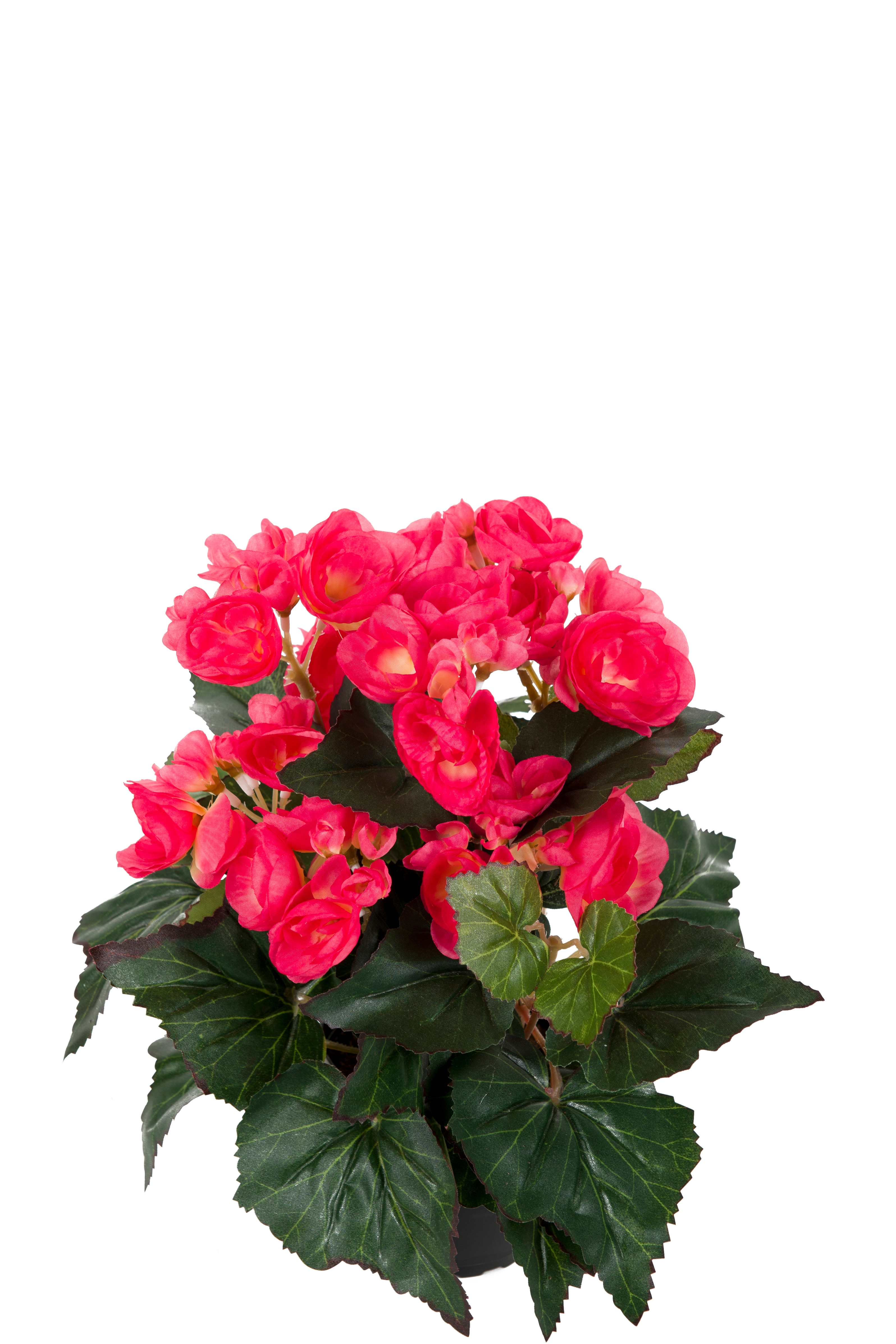 Begonia