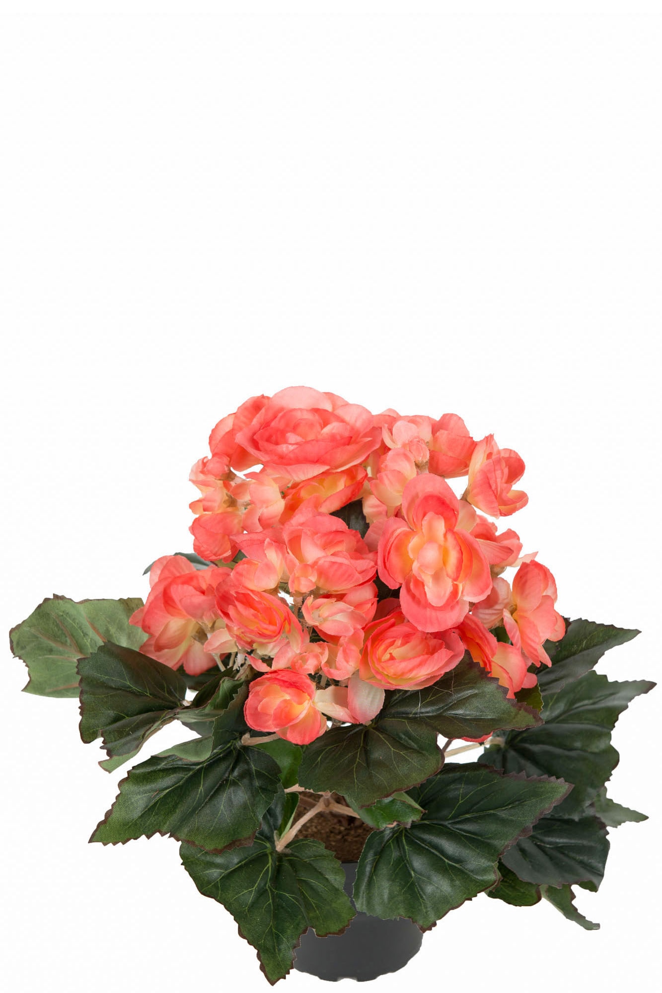 Begonia