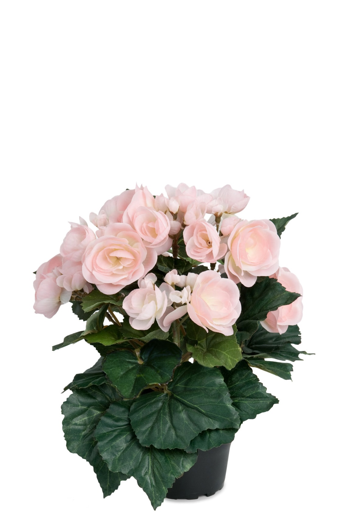 Begonia