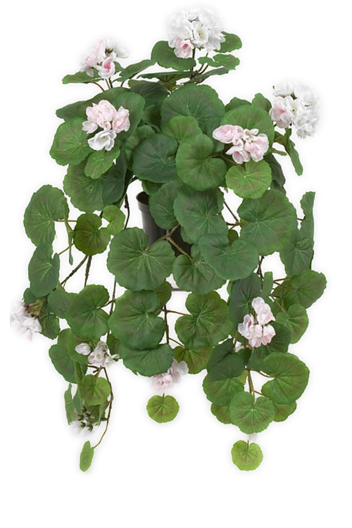 Hängpelargon