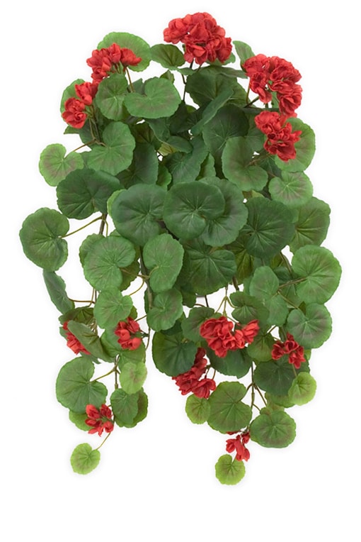 Hängpelargon
