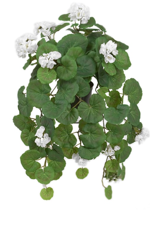 Hängpelargon