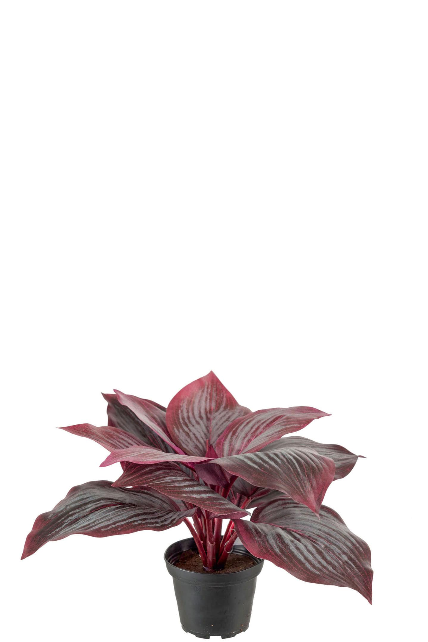 Hosta
