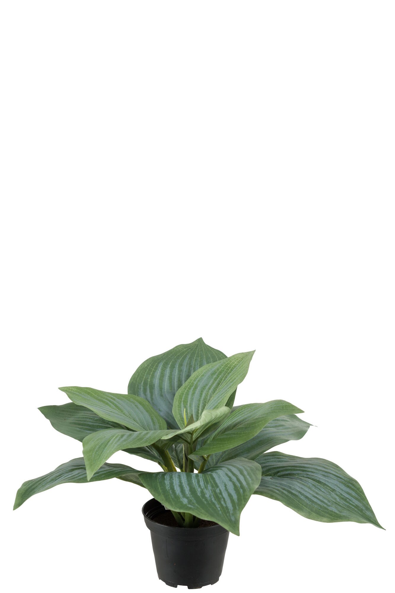 Hosta