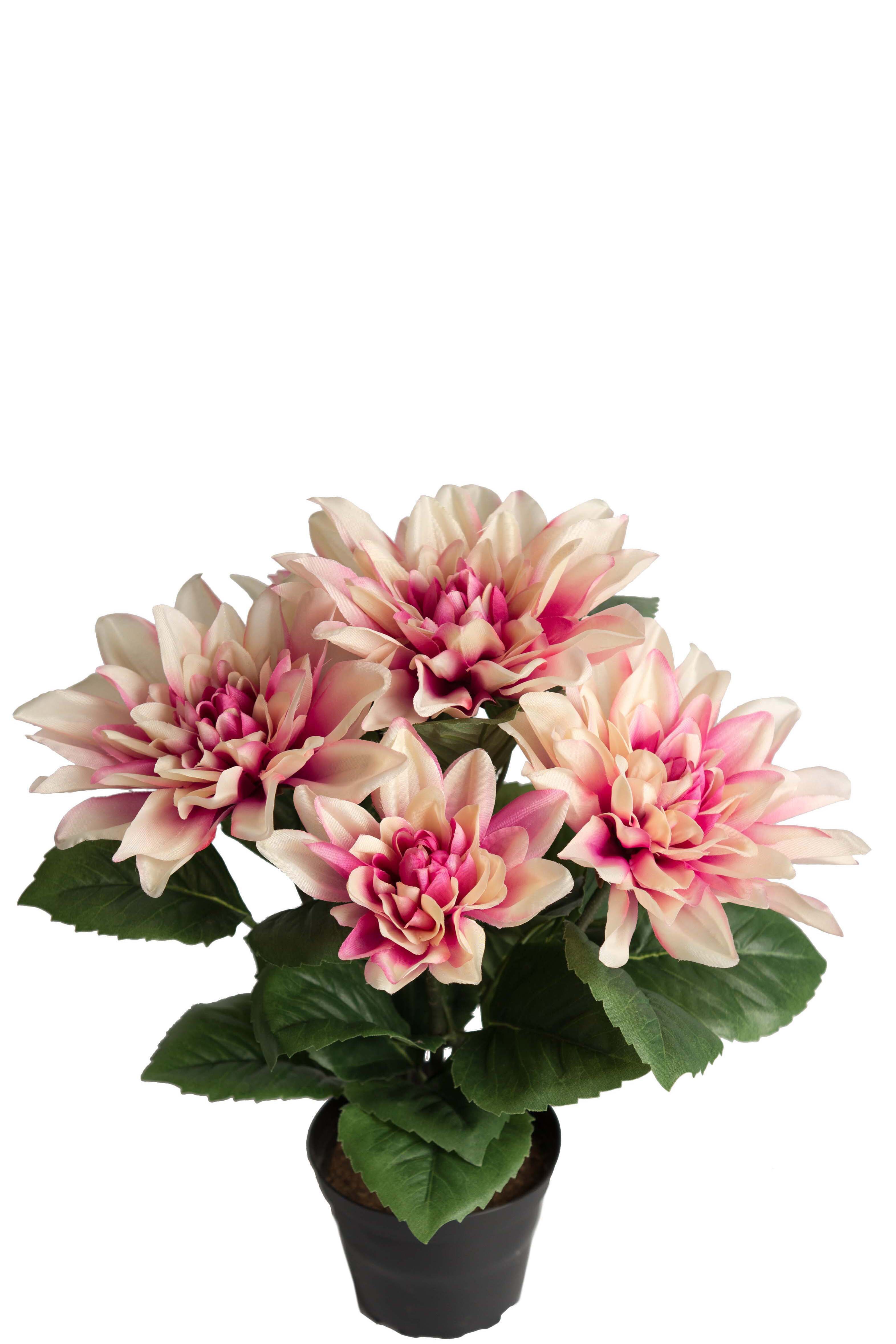 Dahlia