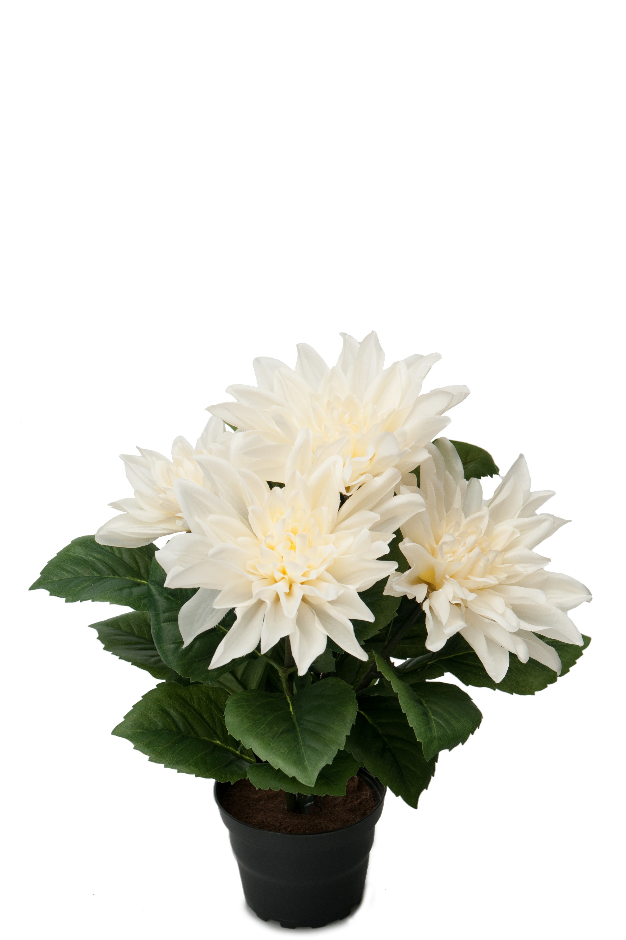 Dahlia