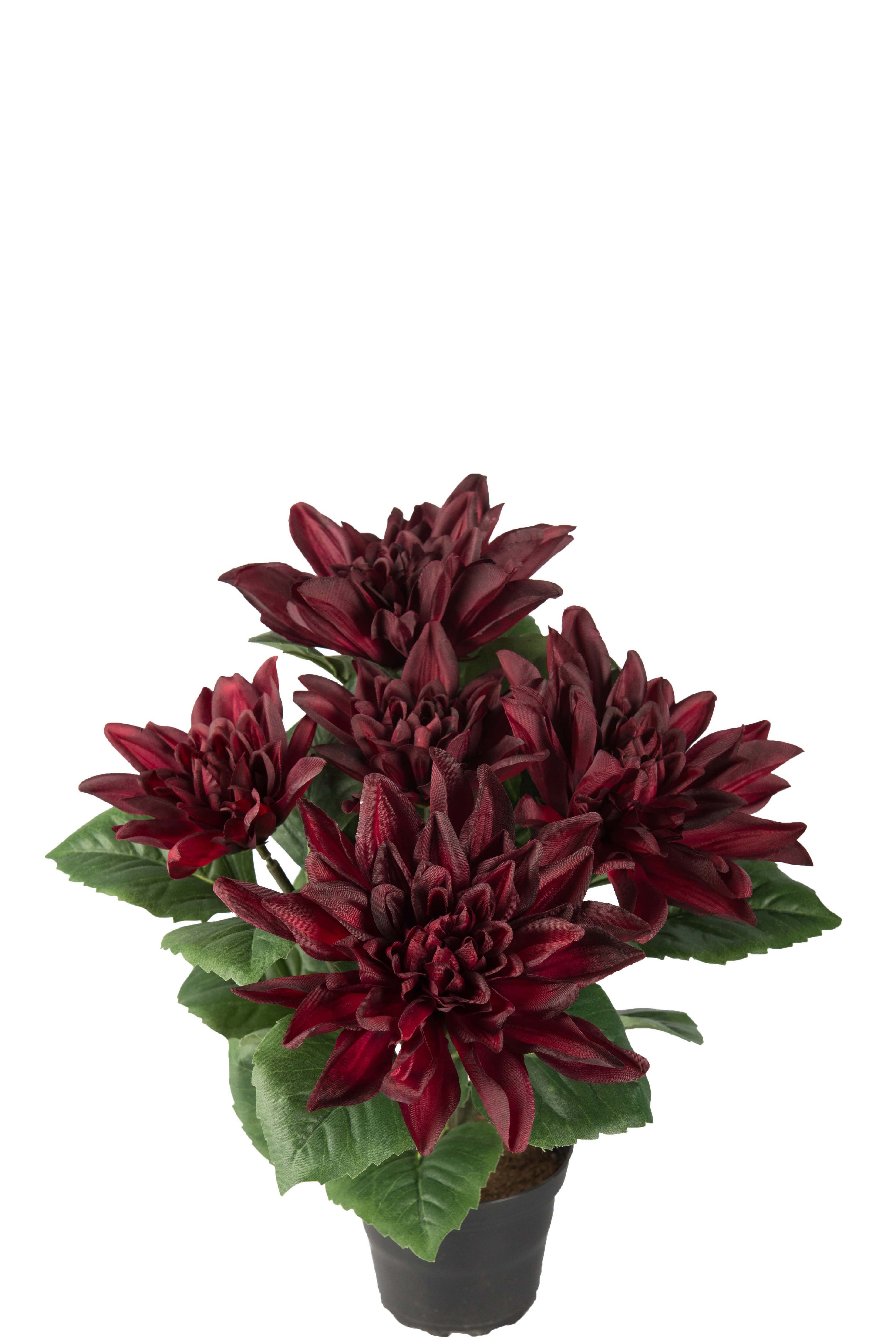 Dahlia