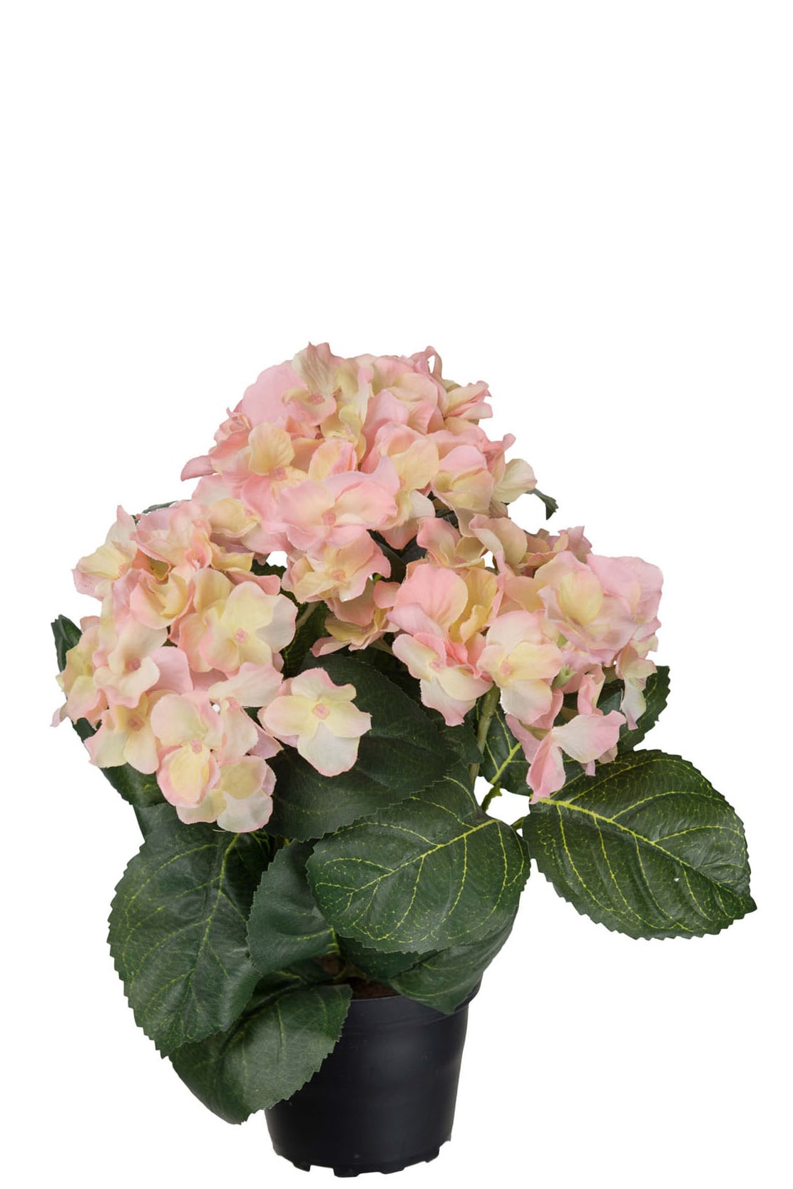 Hortensia