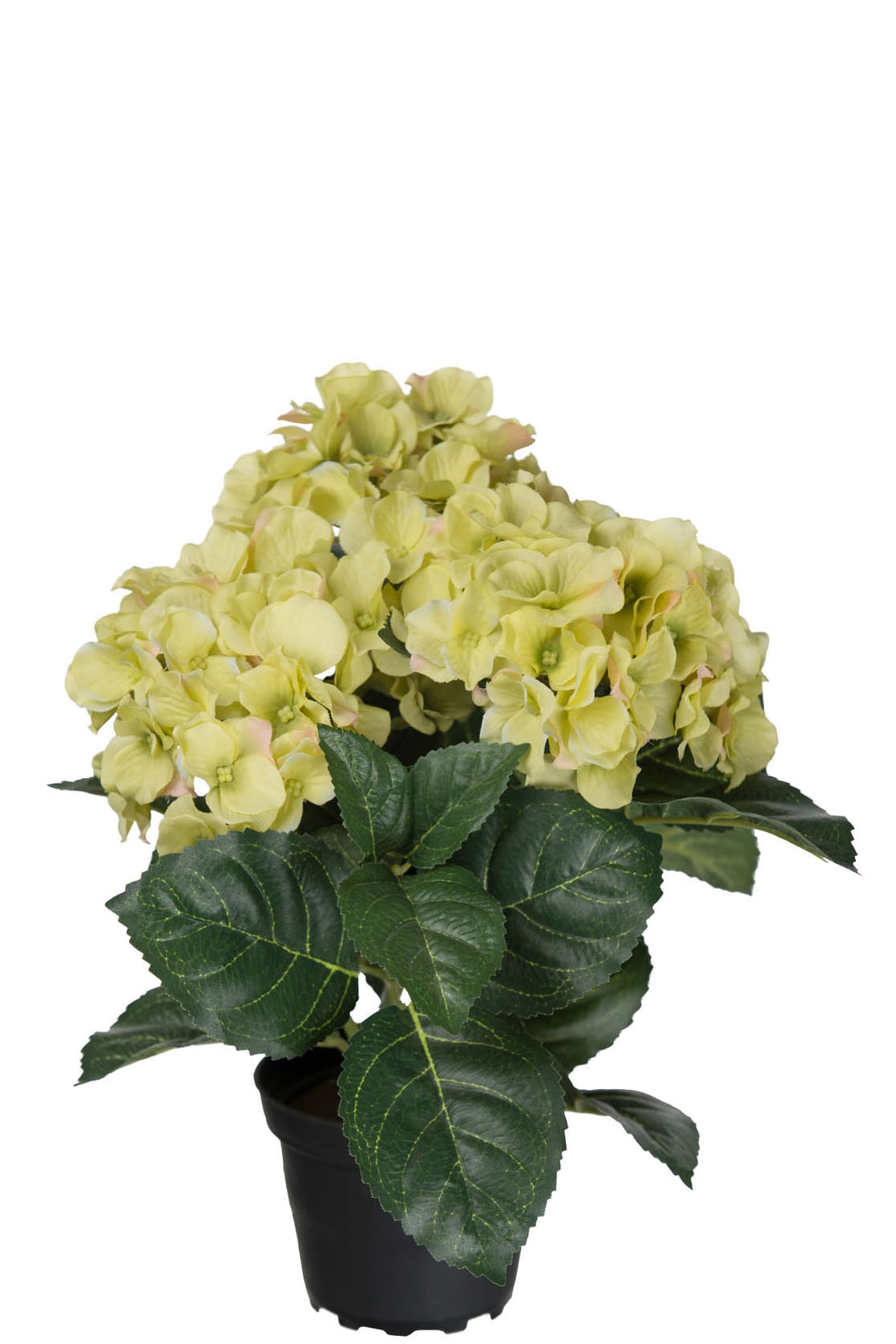 Hortensia