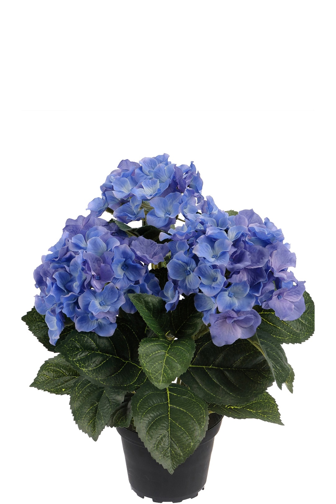 Hortensia