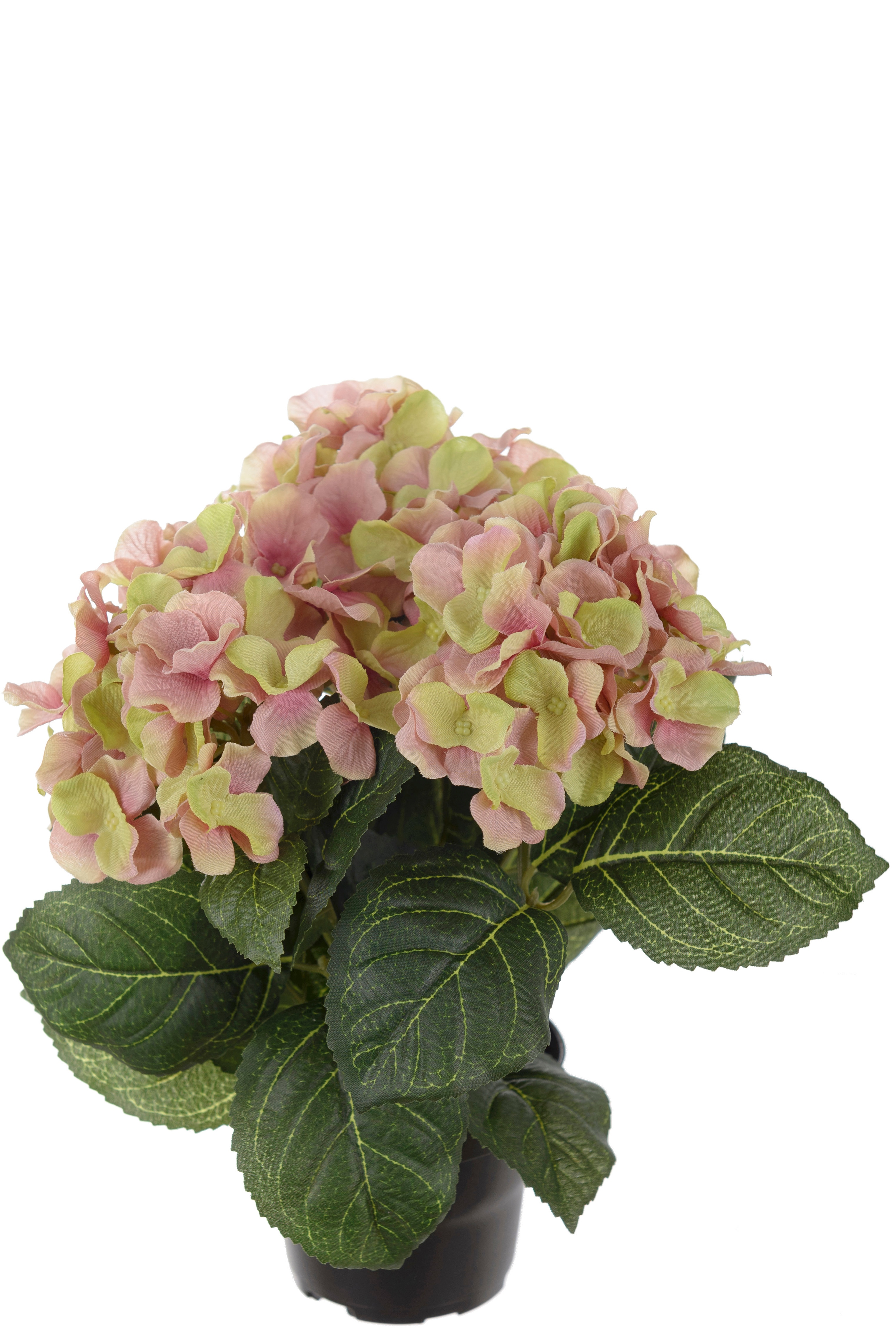 Hortensia