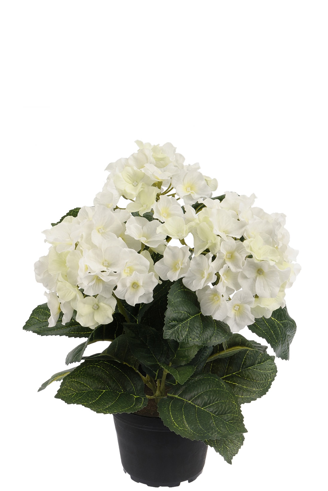 Hortensia
