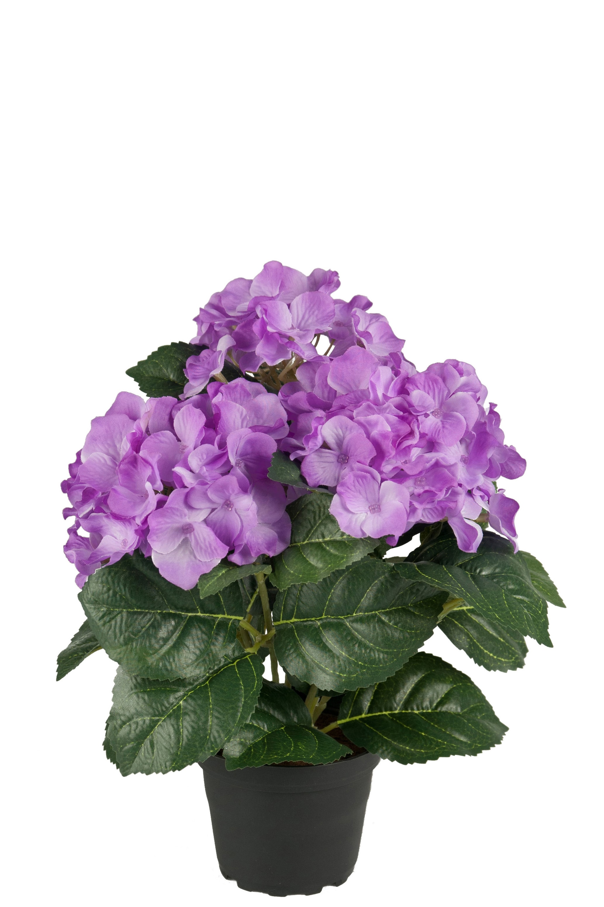 Hortensia