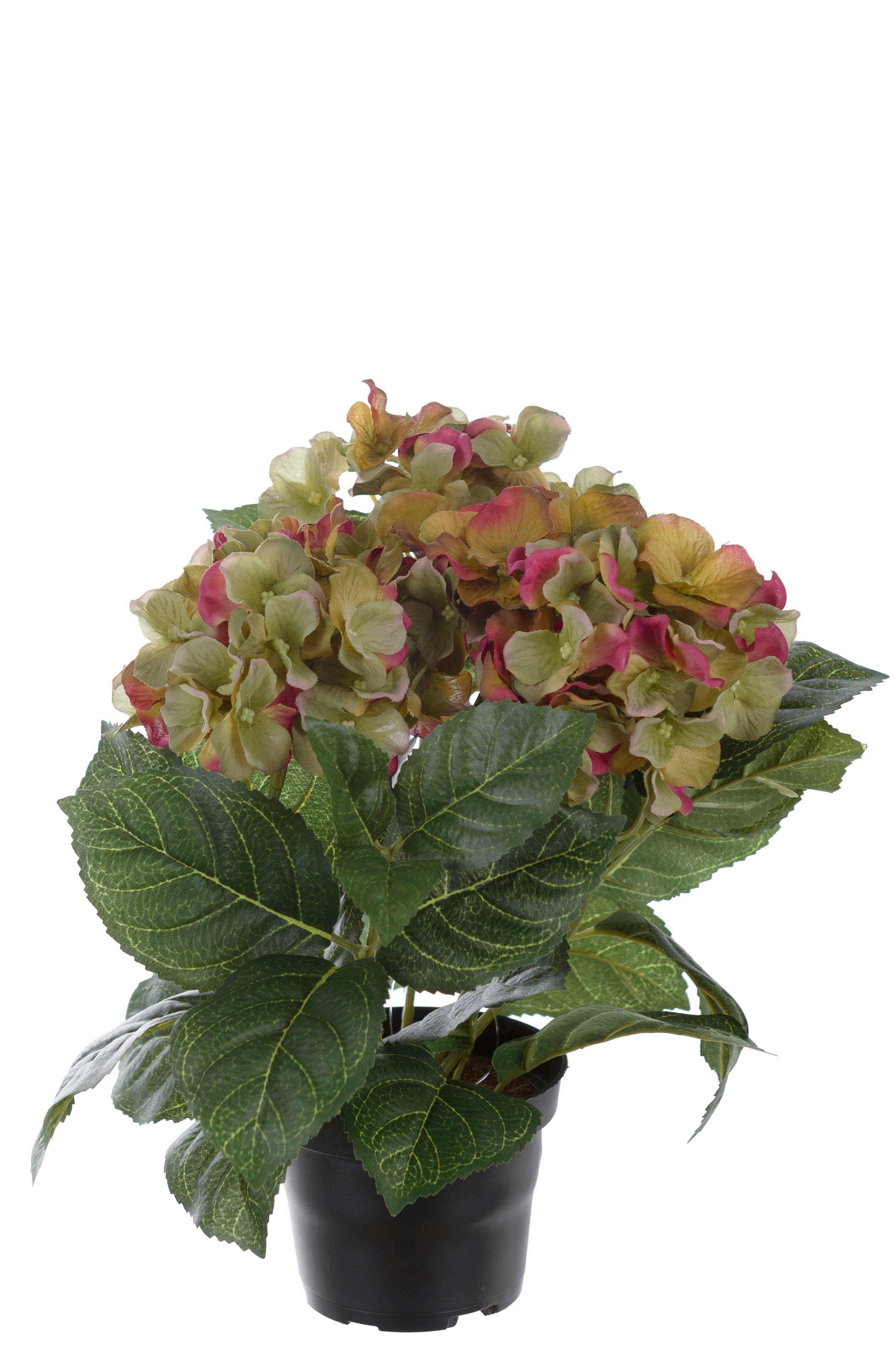 Hortensia