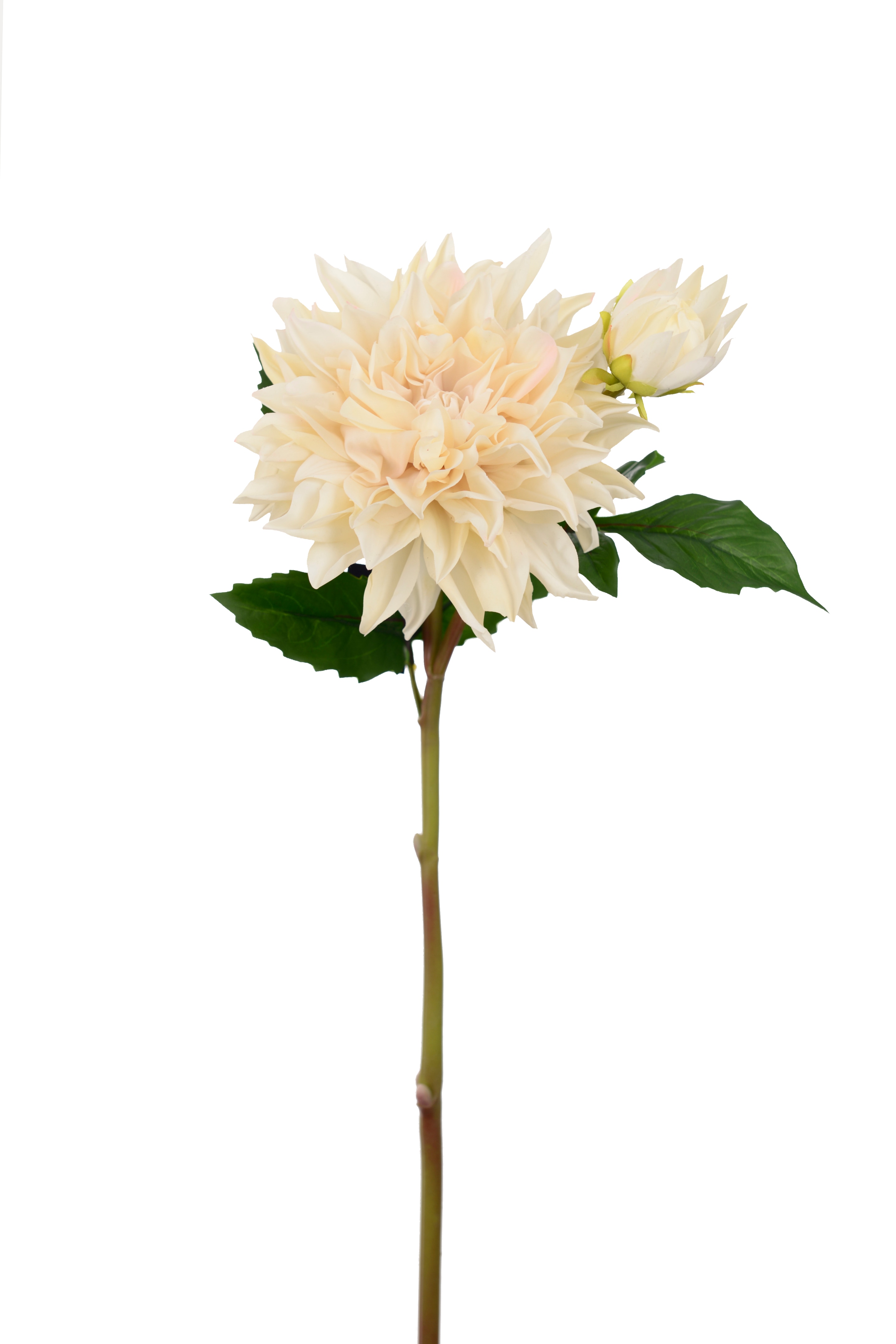 Dahlia