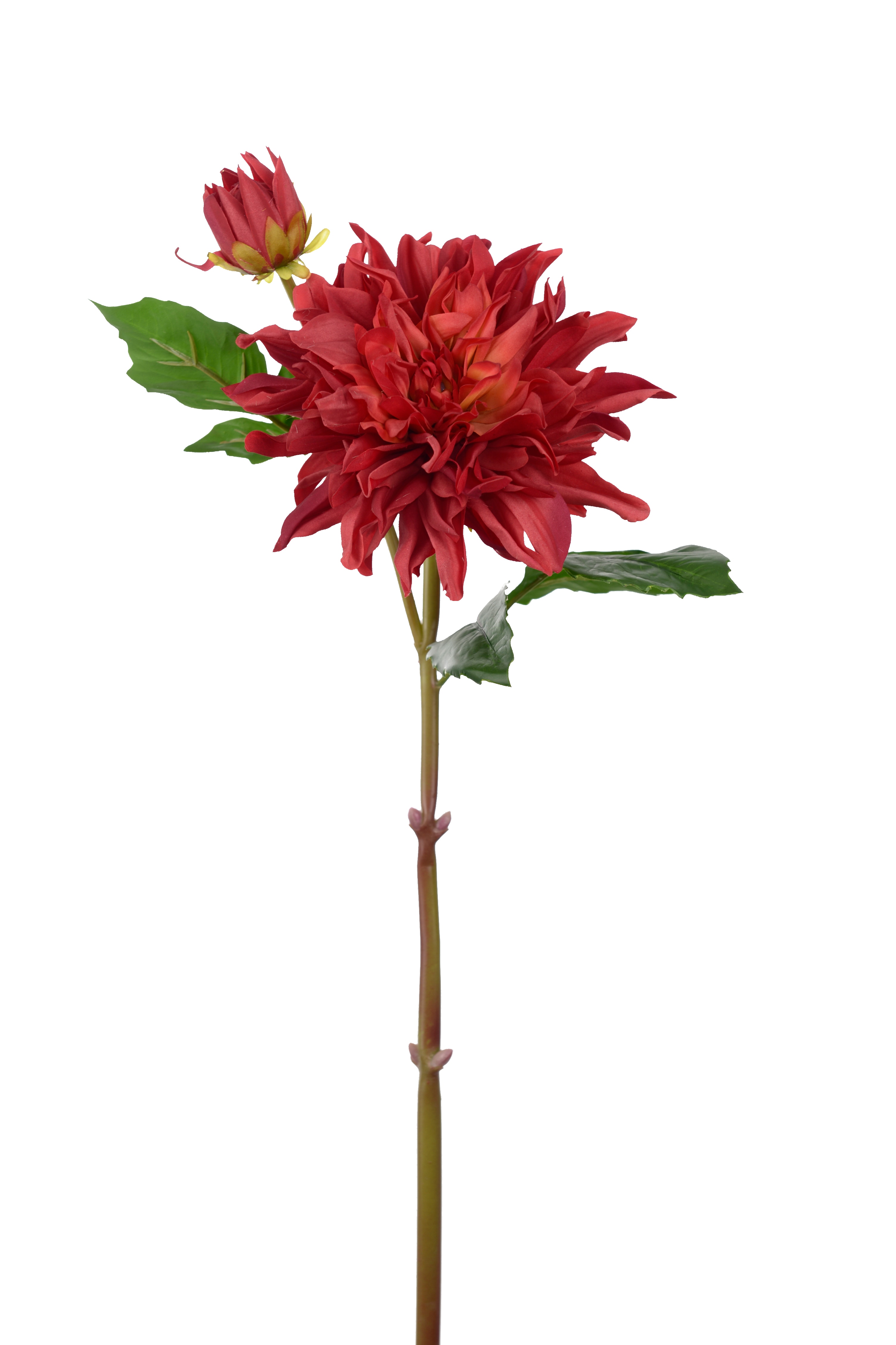 Dahlia