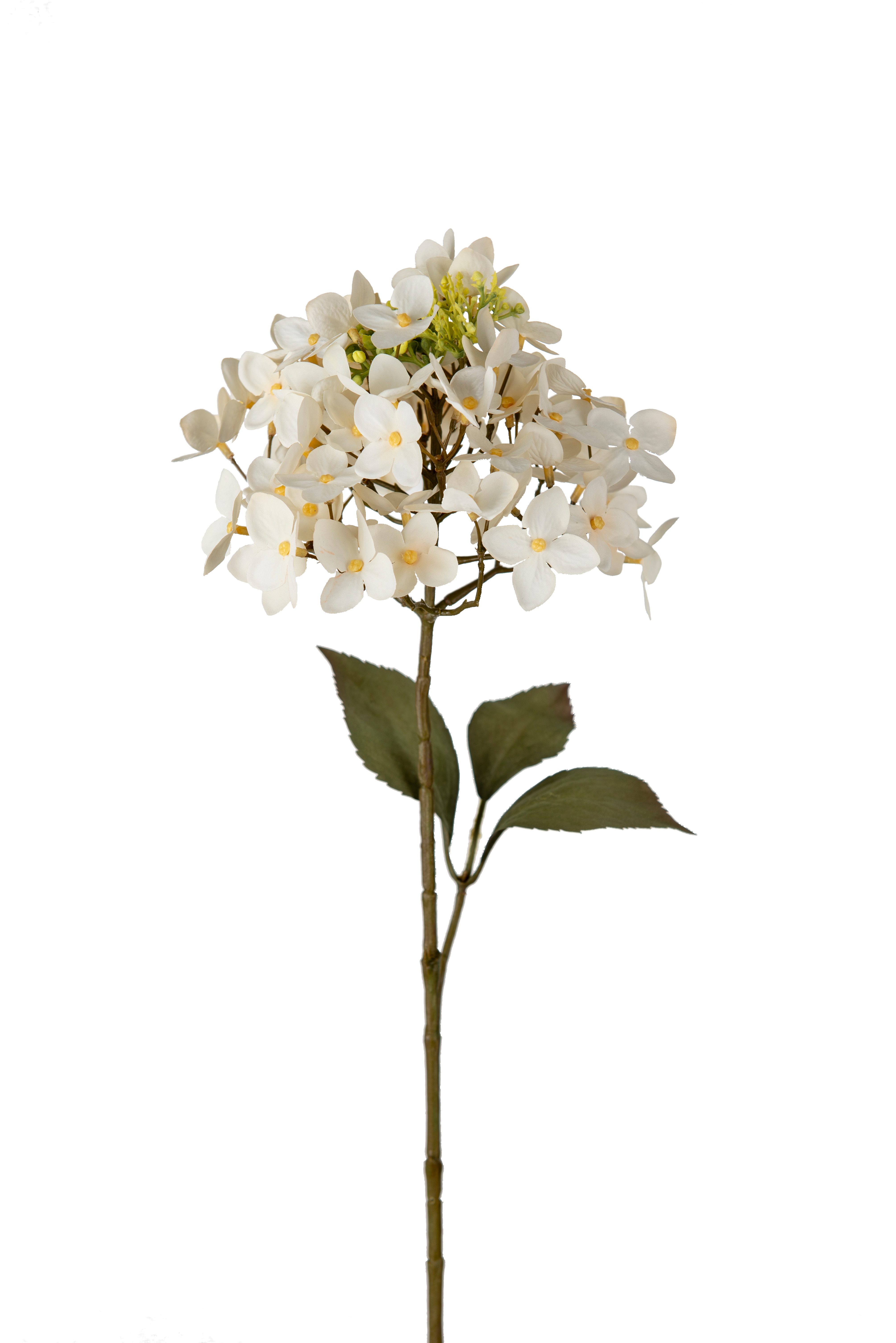 Hortensia