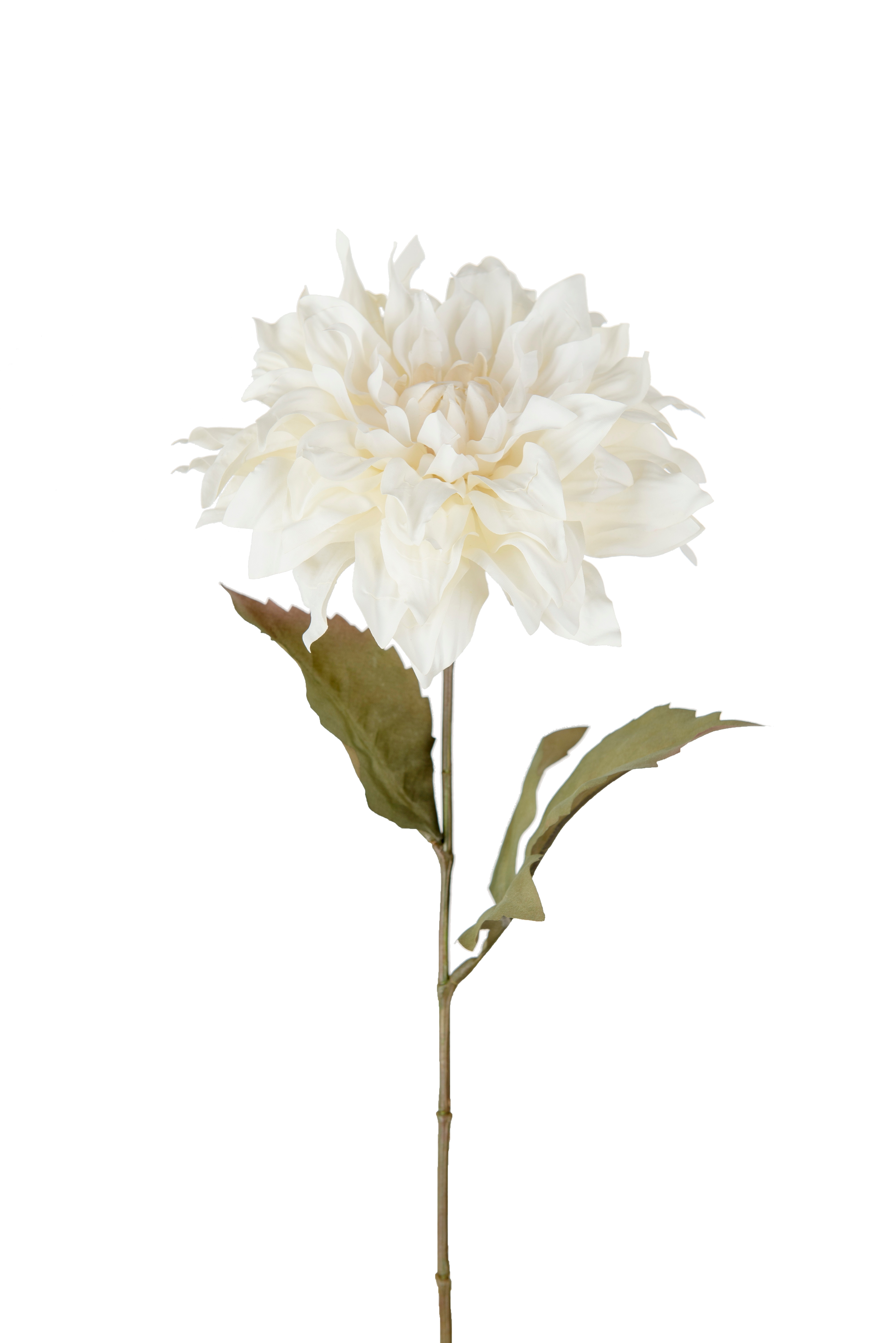 Dahlia