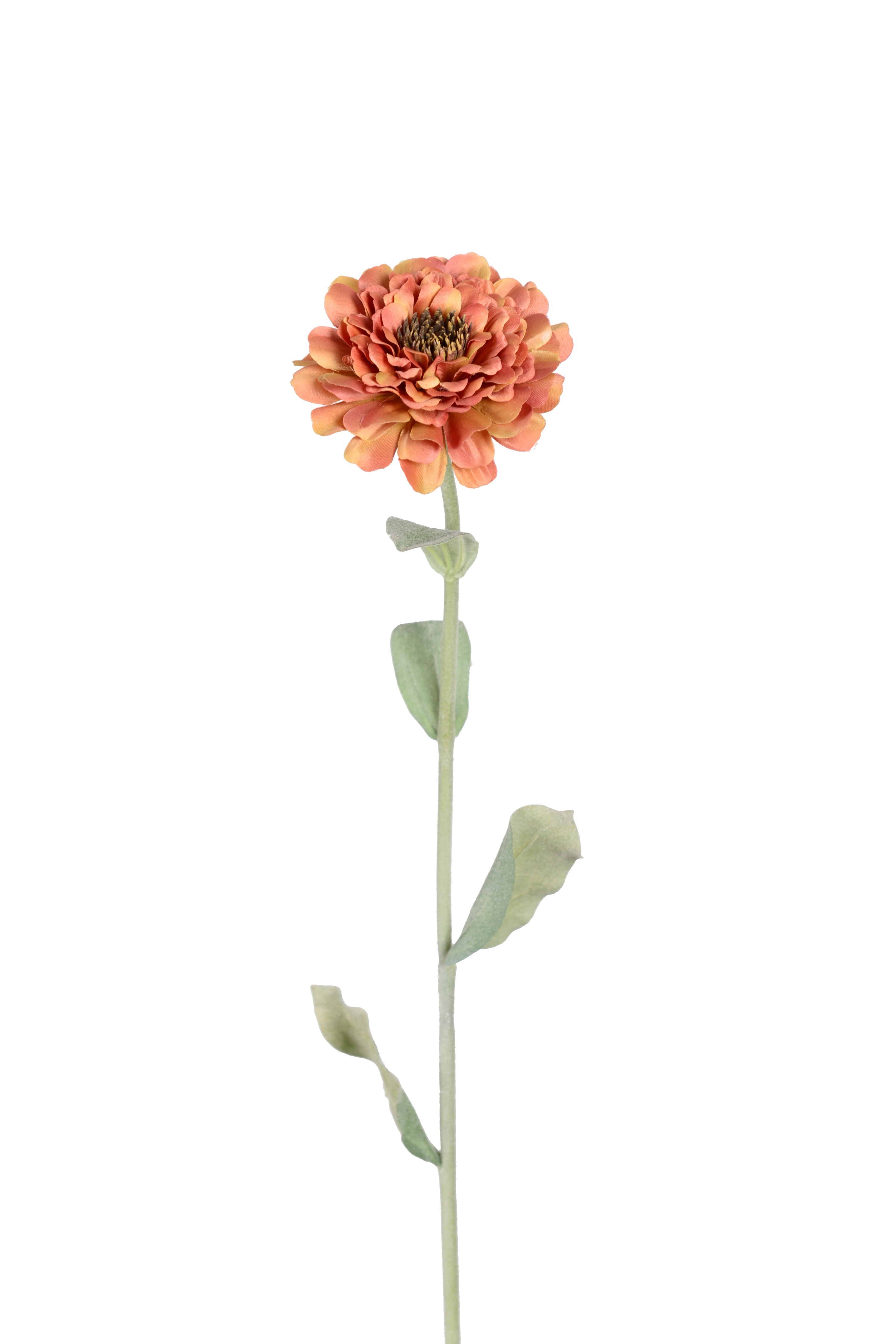Zinnia