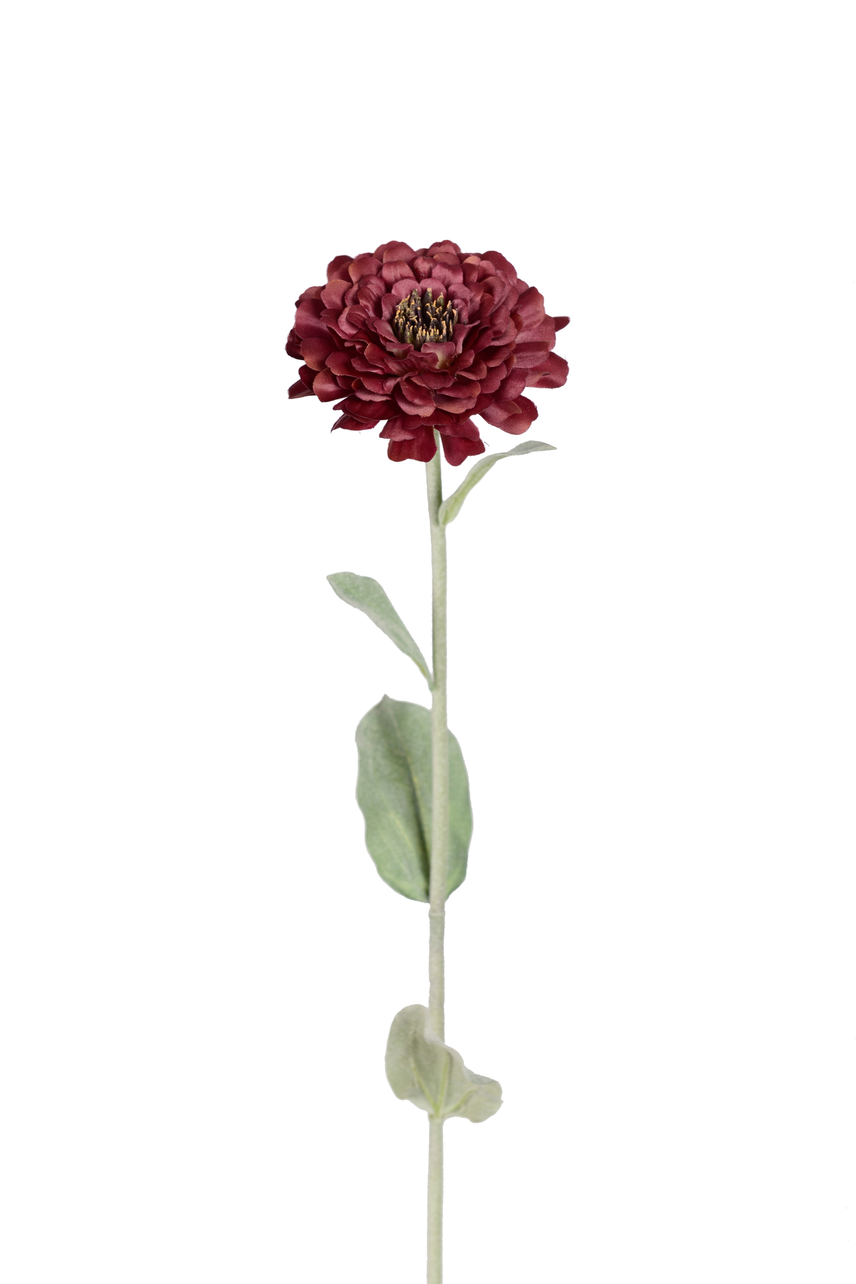 Zinnia