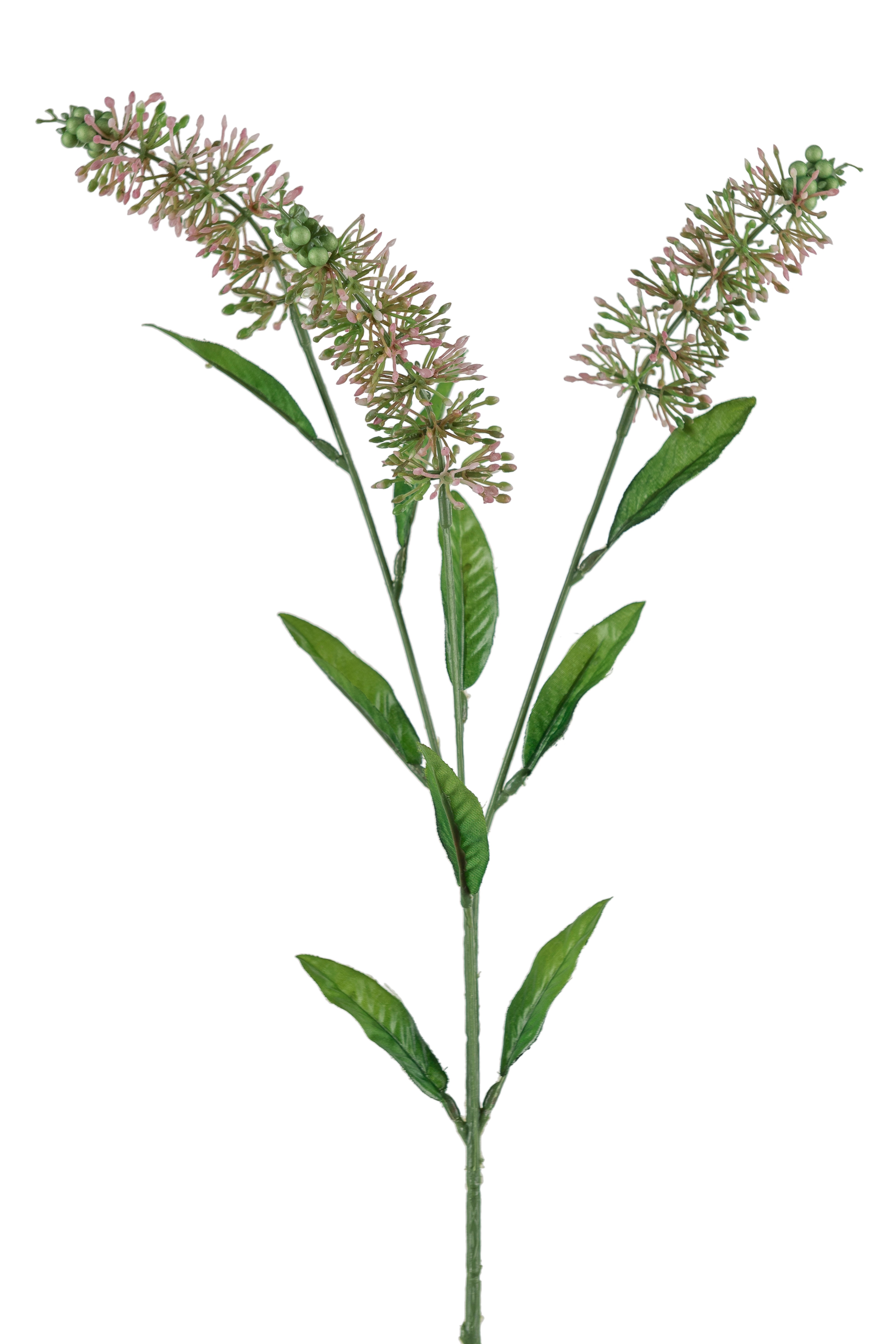 Astilbe