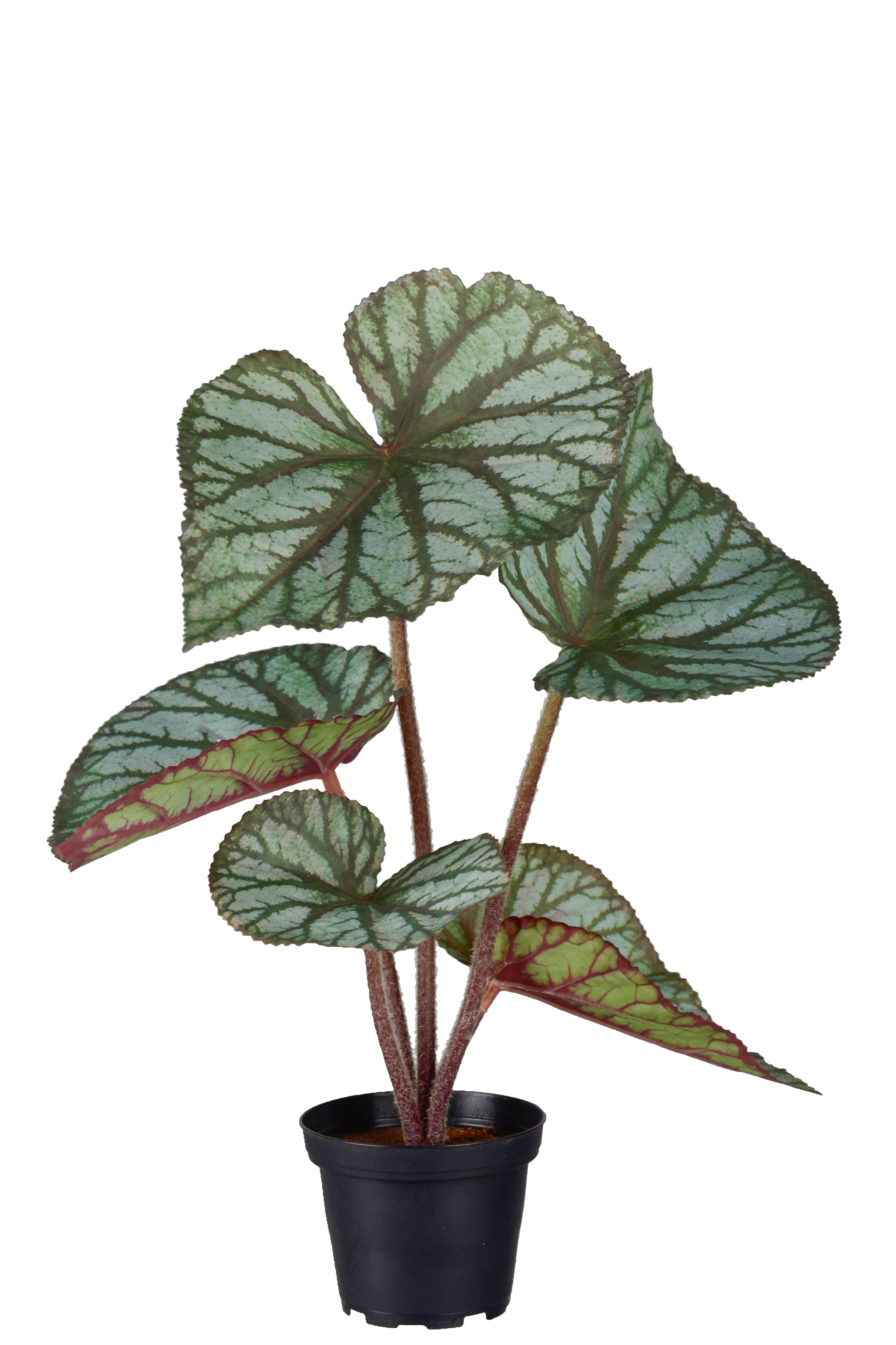 Rexbegonia