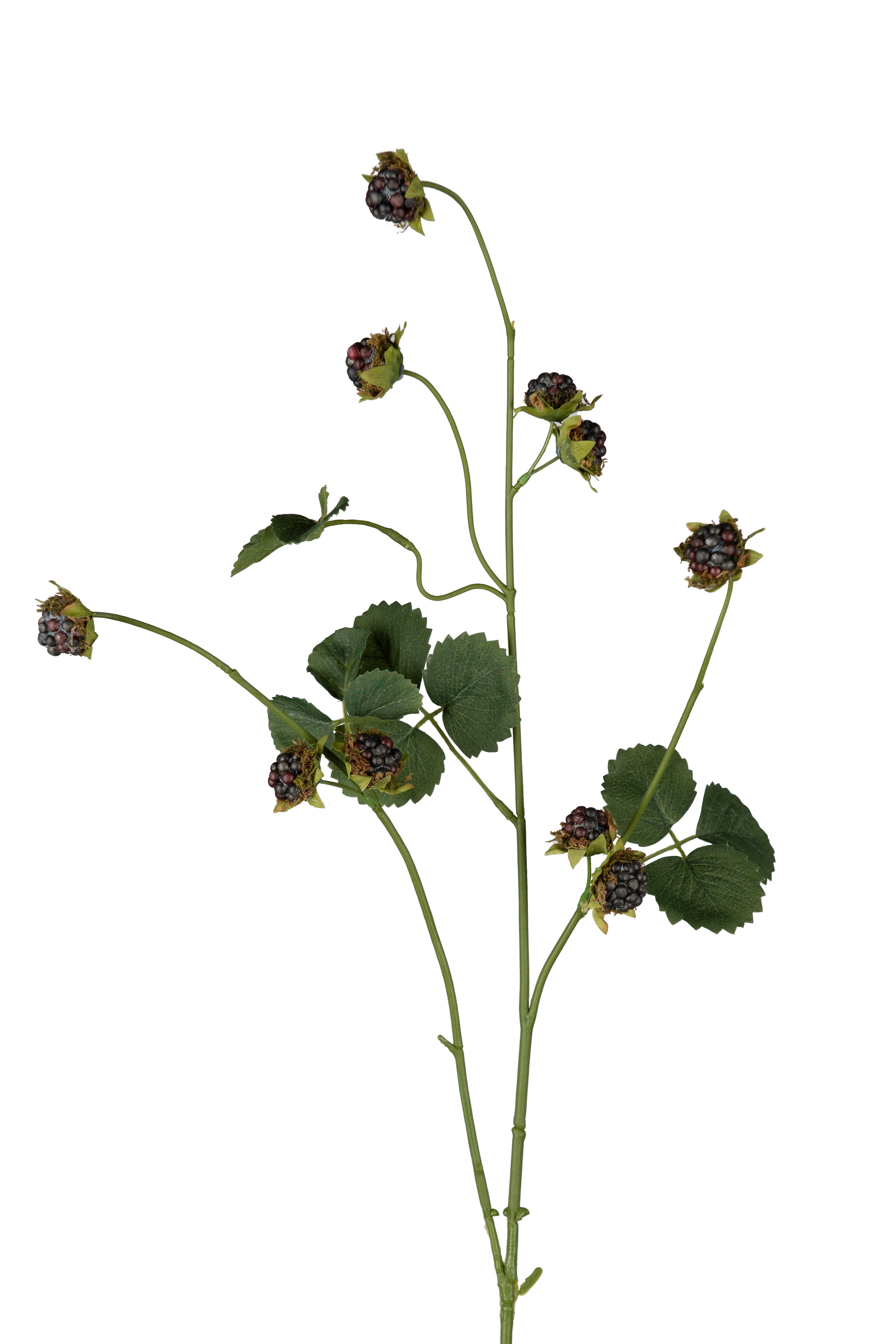 Björnbärskvist