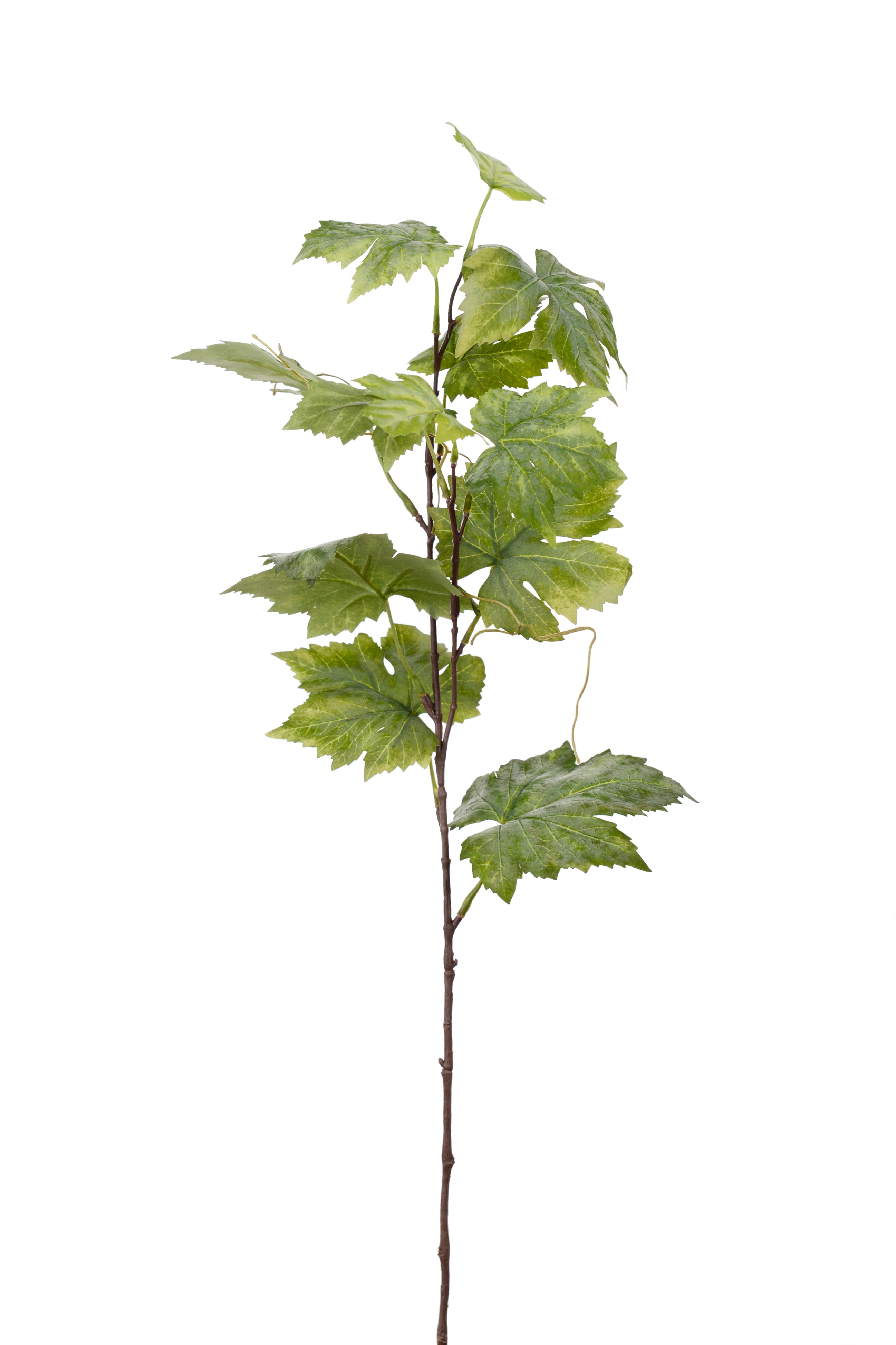 Vinbärskvist