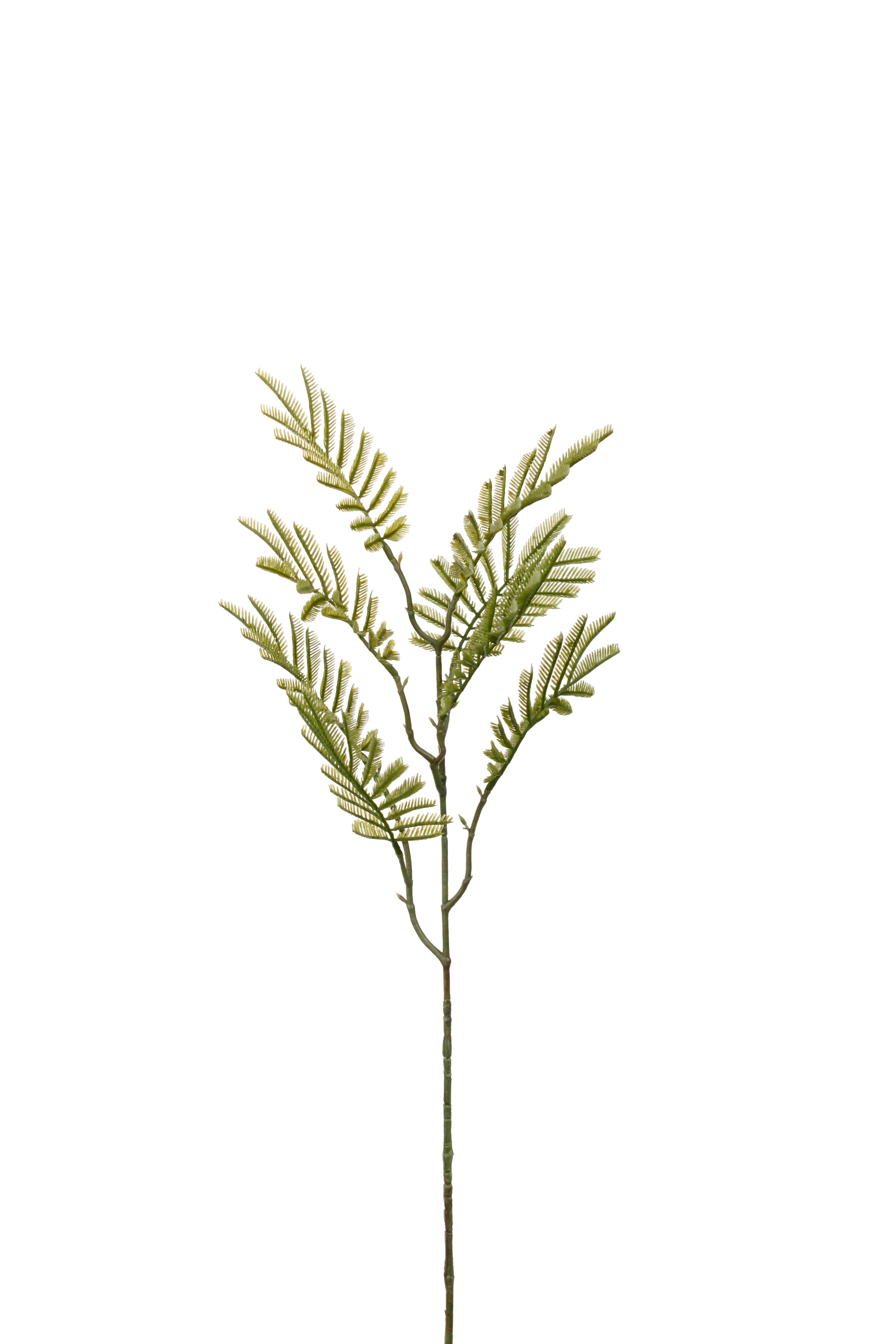 Mimosakvist